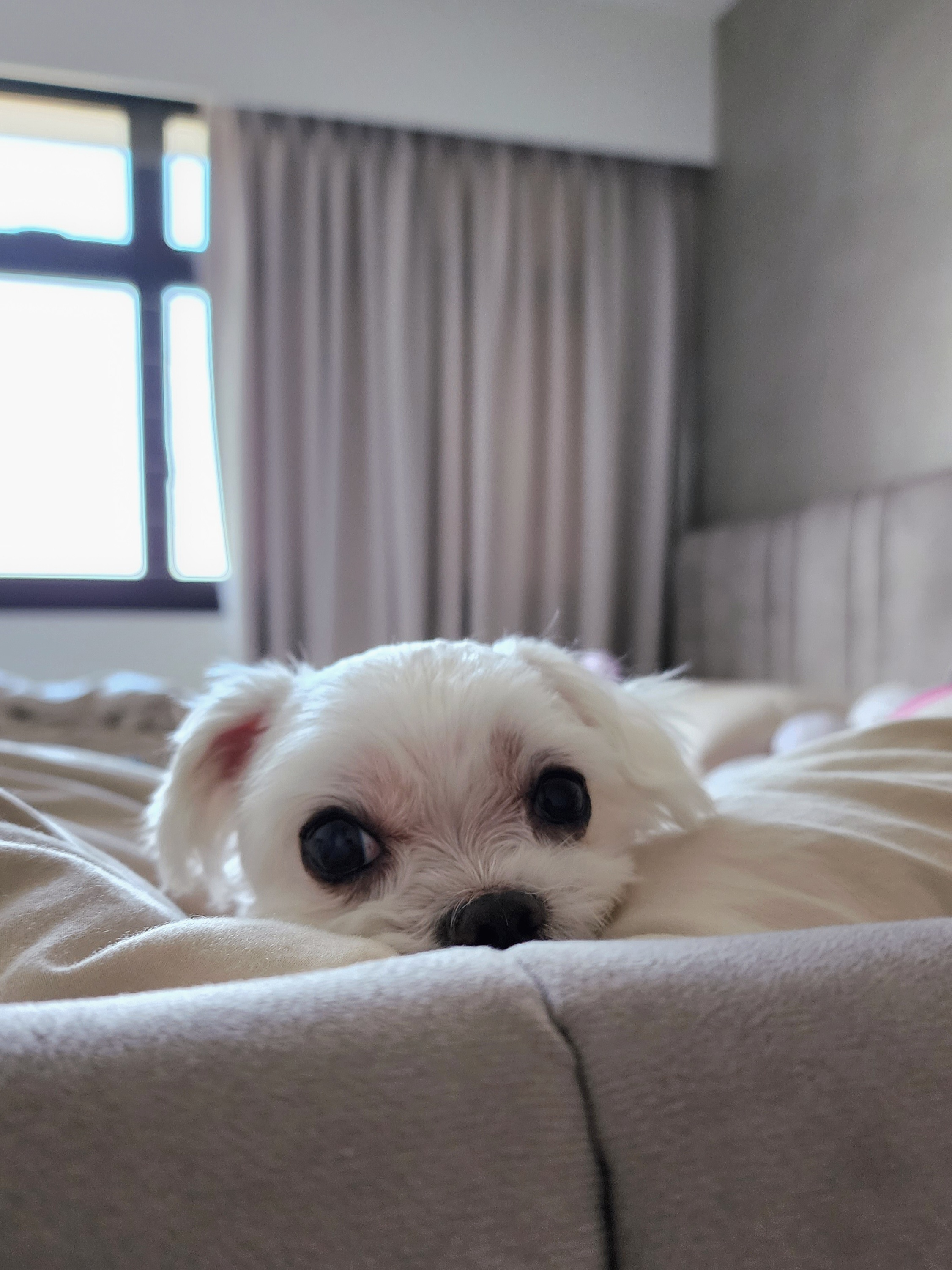 Our Bedroom: We Customised An XL Bed For The Family!  - Small, fluffy white dog with big, round eyes resting on a bed