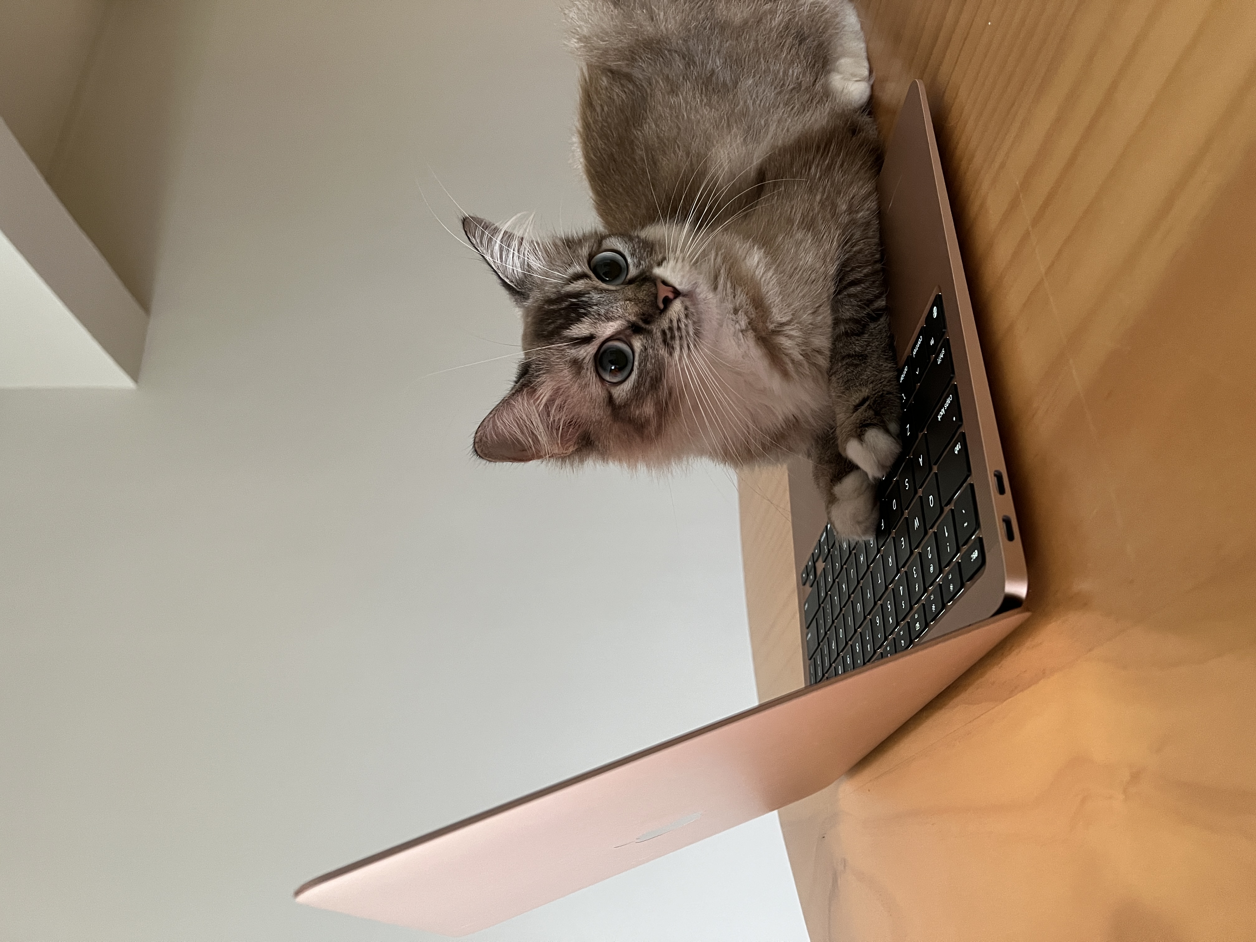 We spent $72k on our 4-Room HDB Renovation Journey - Cat, laptop, keyboard, desk, indoor, cozy, relaxed, fluffy, paws, eyes