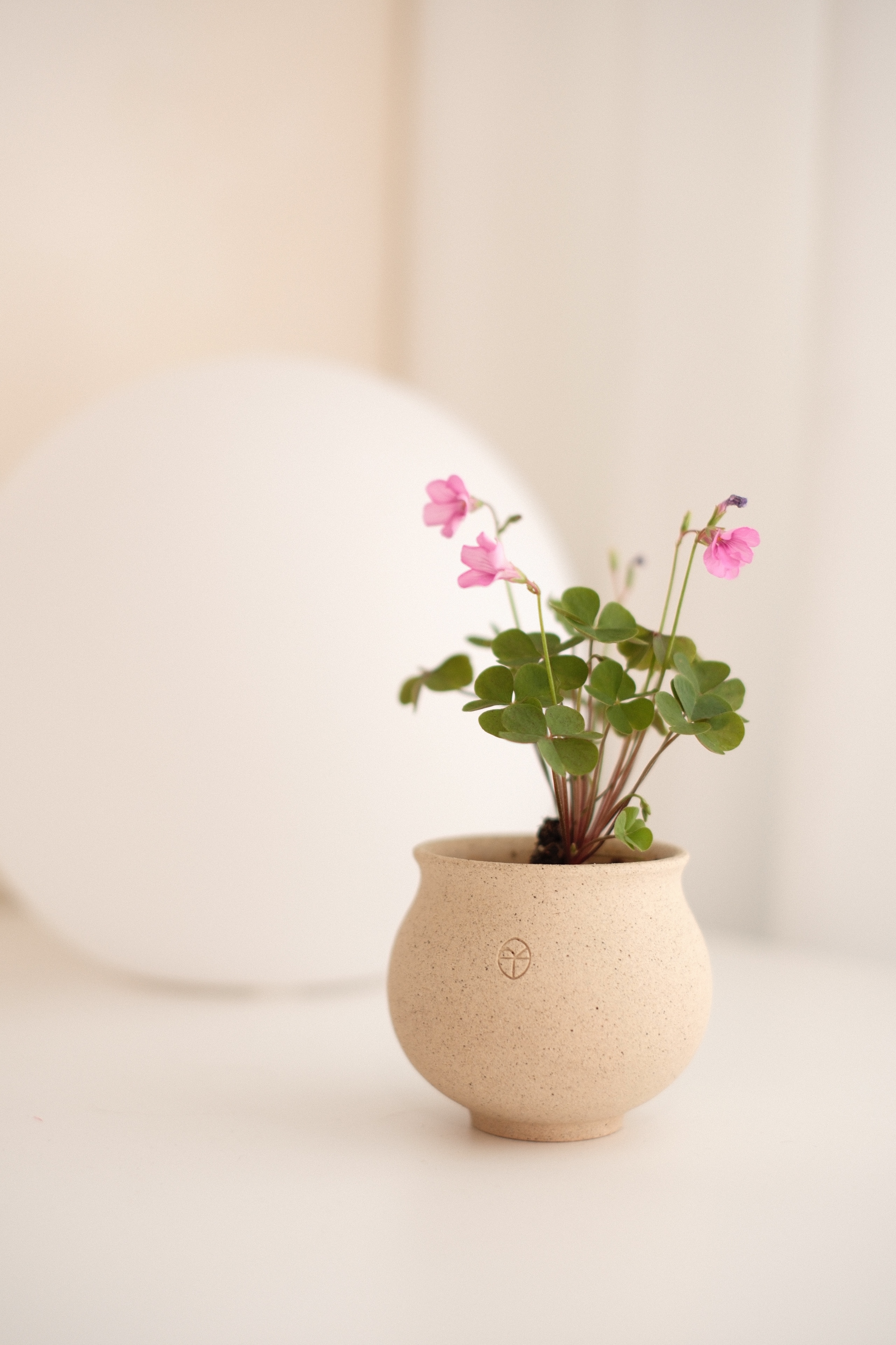 Bloom Where You Are Planted - vase, pink flowers, green leaves, small plants, indoor setting, soft lighting, minimalist