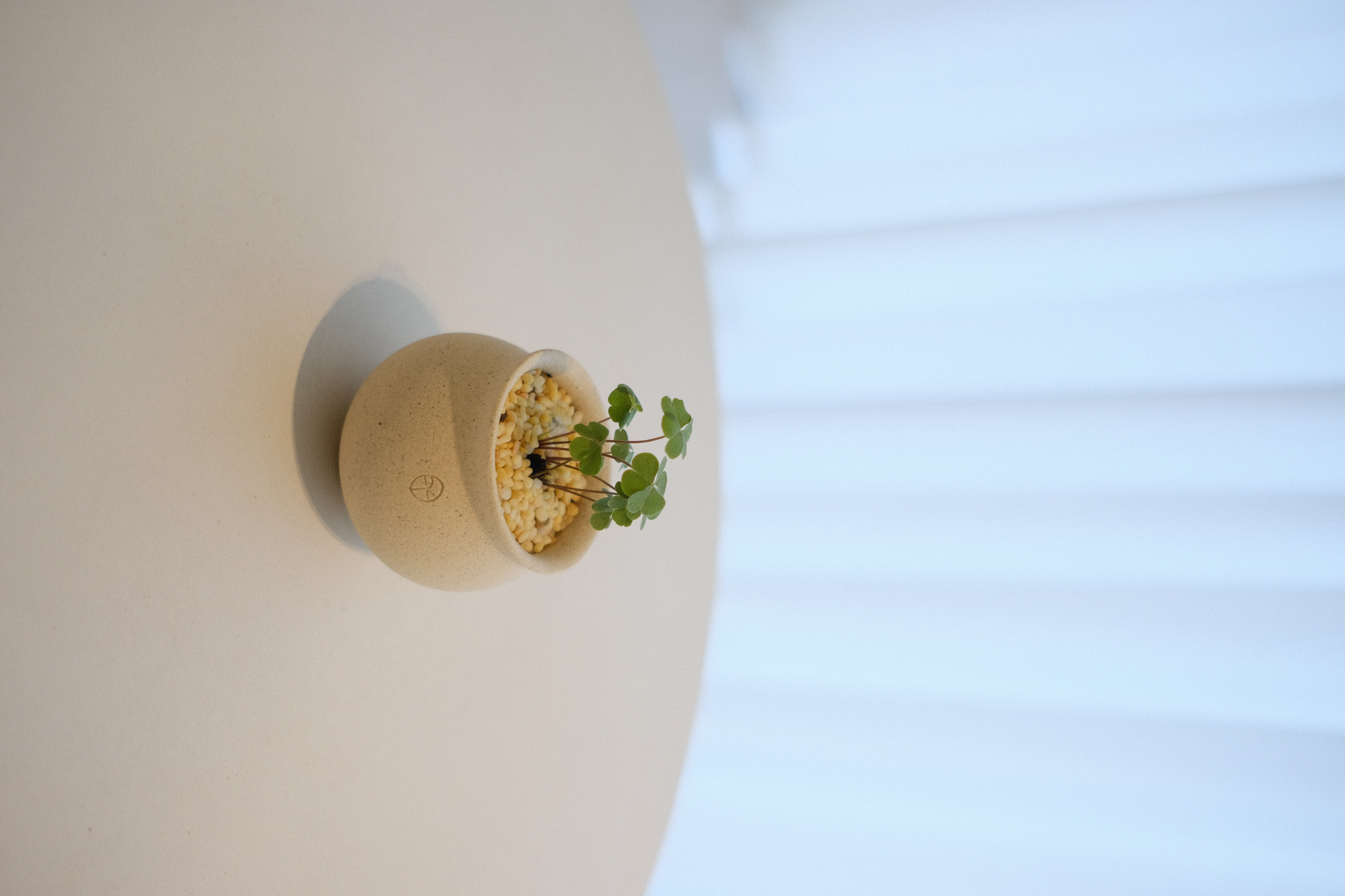 Bloom Where You Are Planted - Mint green plant, minimalist decor, round pot, natural light, indoor setting, soft shadows