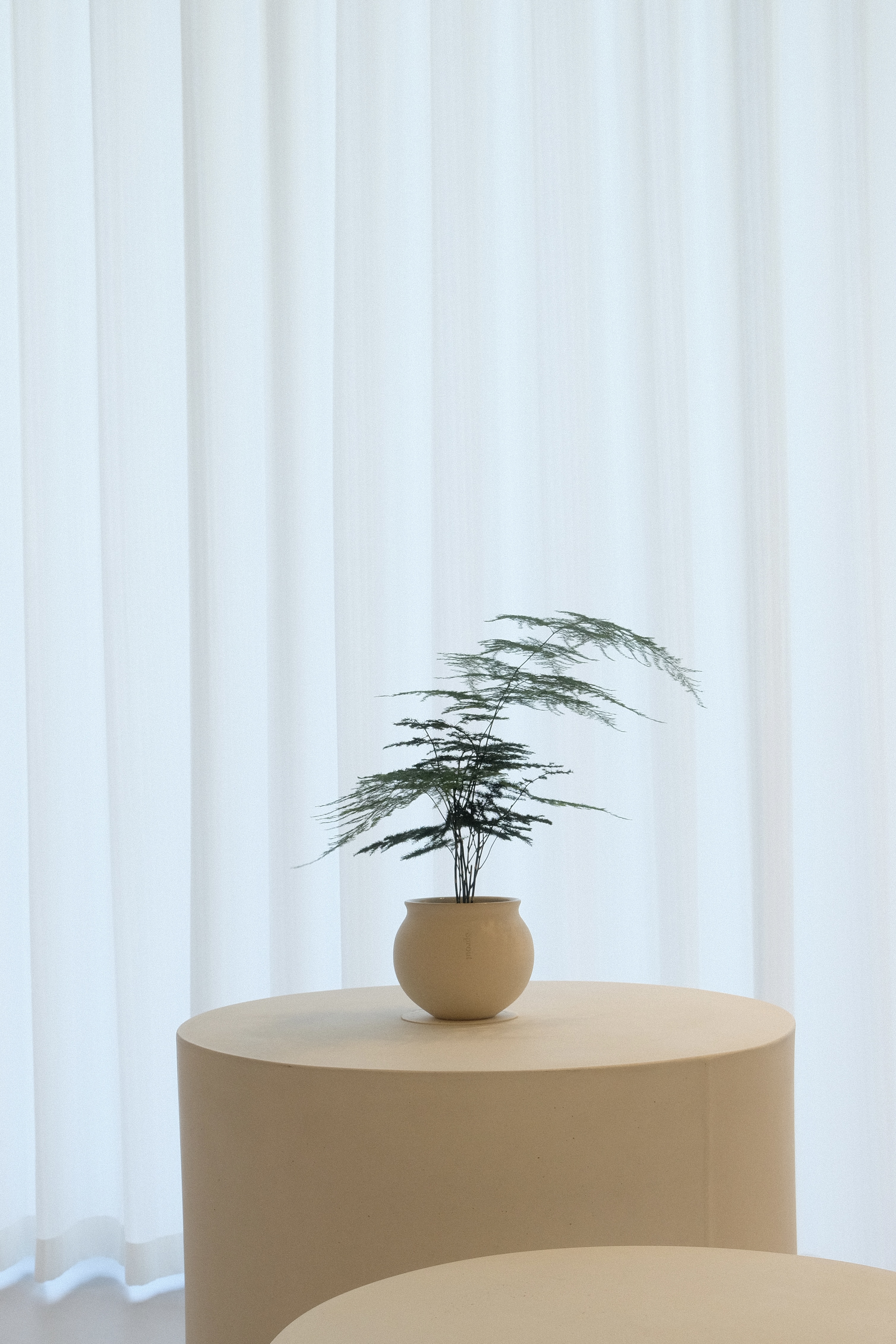 Bloom Where You Are Planted - Minimalist room, modern decor, soft lighting, white curtains, round table, green plant