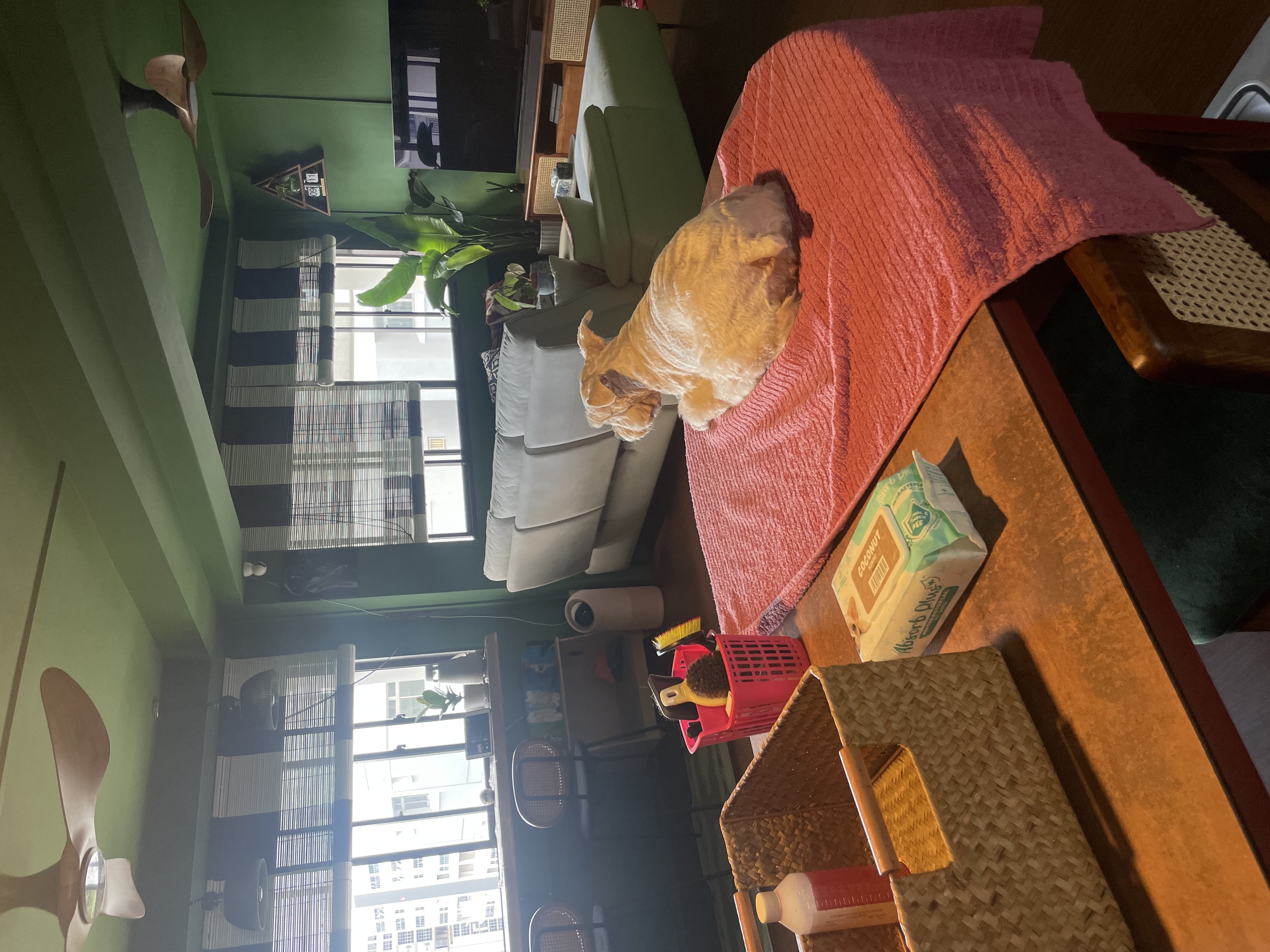 Peninsula: Versatile Dining Area for Every Occasion - Green room, cozy living room, beige dog, pink blanket, wooden