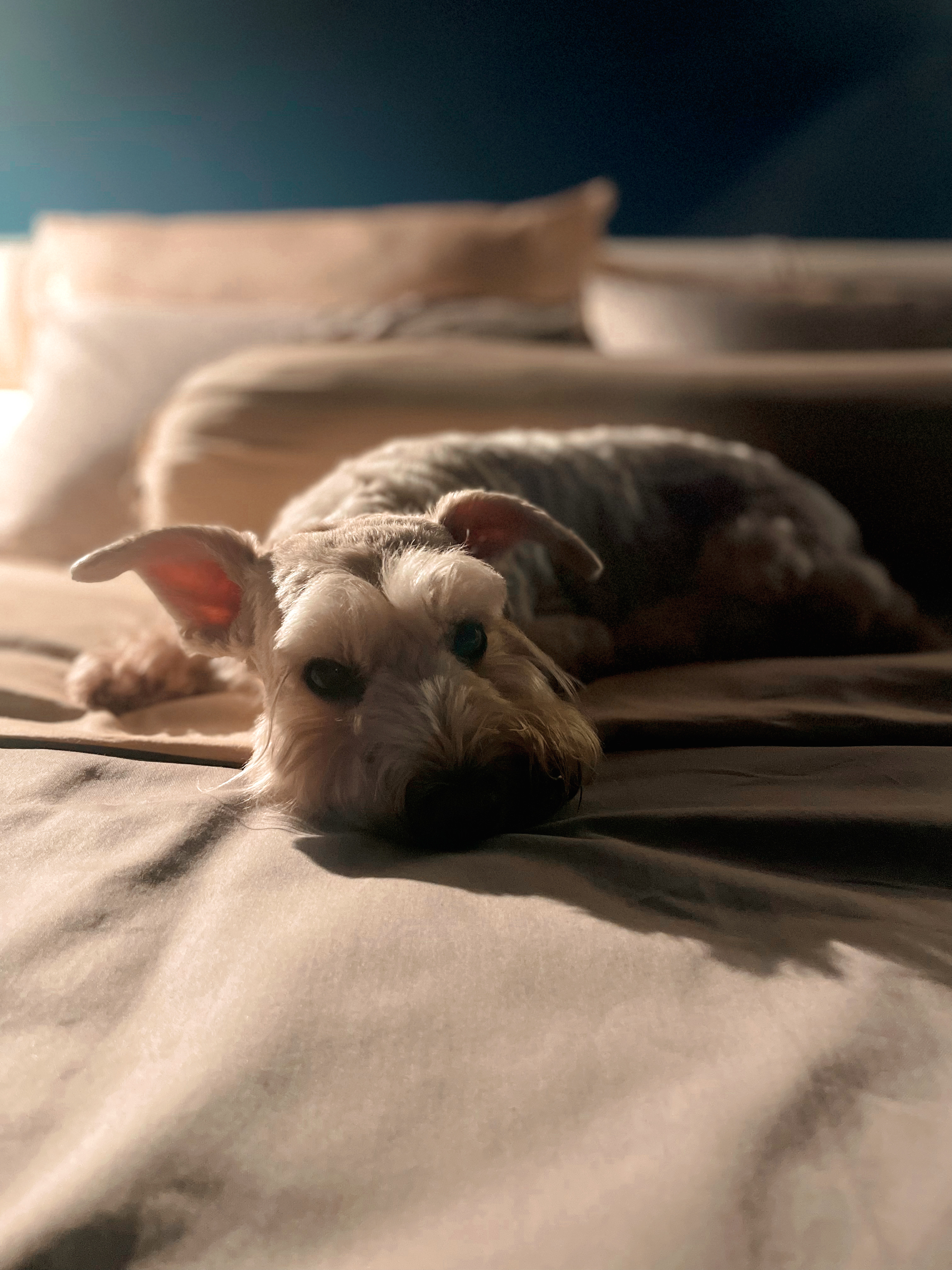The Perfect Mistake: How a Wrong-Sized Bedframe Completed Our Space - Soft, fluffy dog lying on bed, looking directly at
