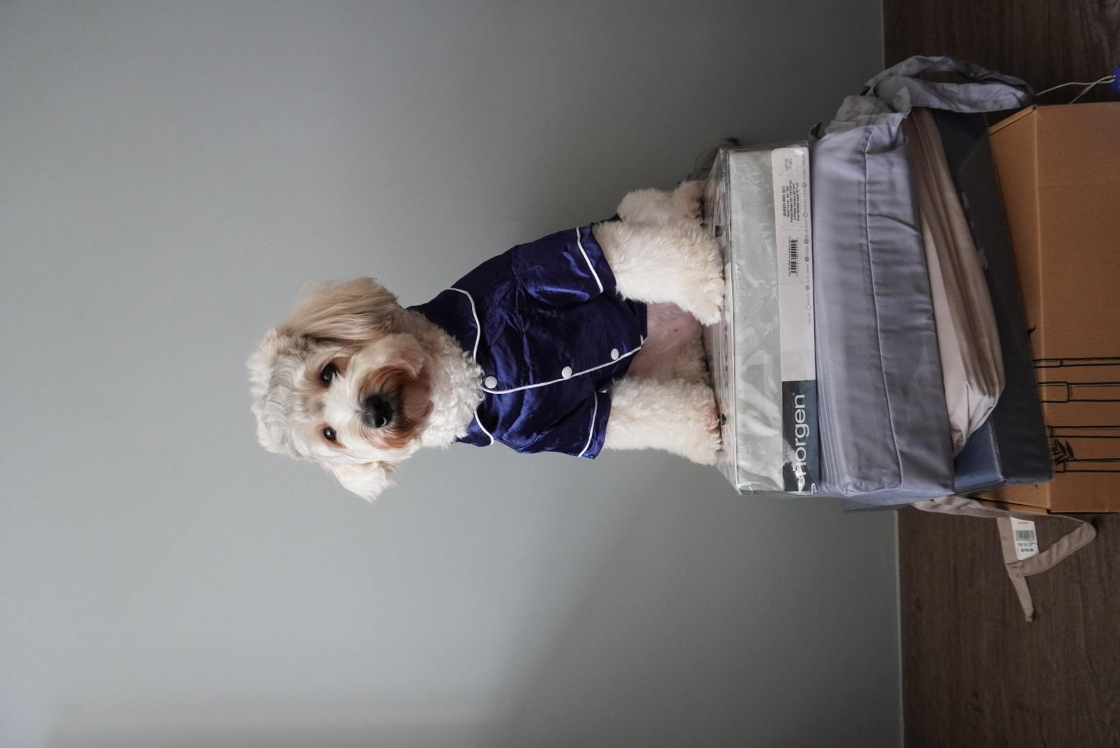 Unwind and Recharge: A Minimalist Yet Cosy Bedroom Retreat - Dog in blue velvet pajamas, fluffy white fur, upright posture