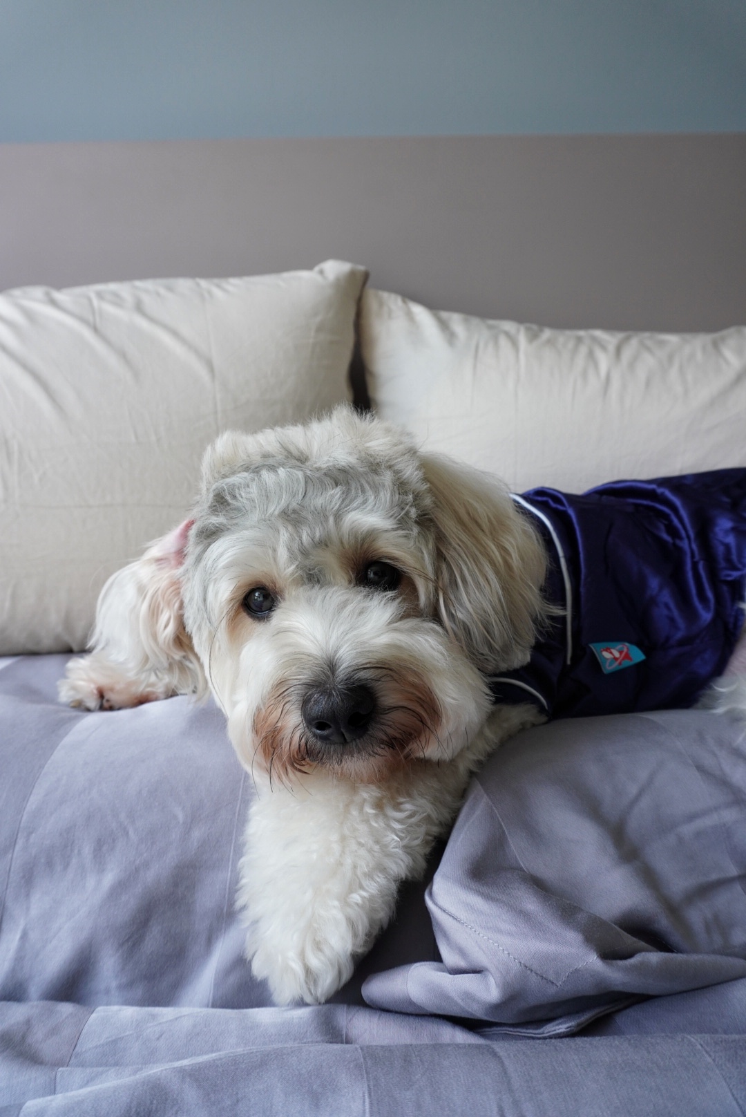 Unwind and Recharge: A Minimalist Yet Cosy Bedroom Retreat - Small fluffy dog with white and gray fur, lying on a bed with