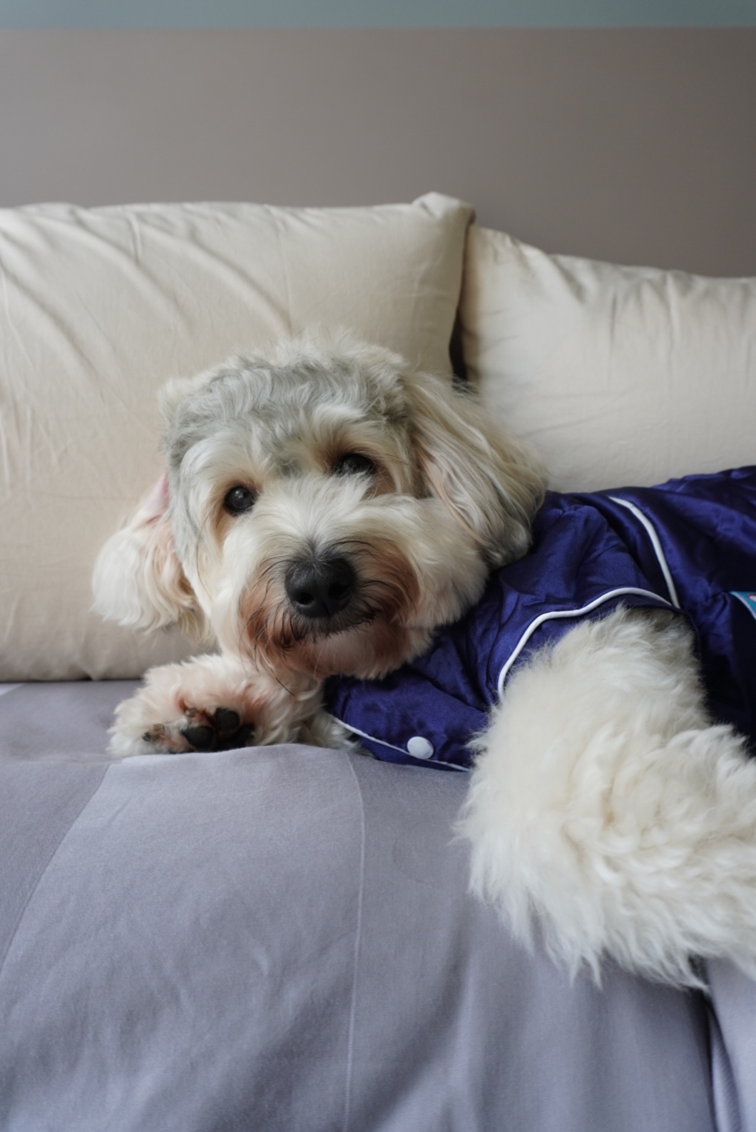 Unwind and Recharge: A Minimalist Yet Cosy Bedroom Retreat - Small, fluffy dog with long, curly fur lying on a bed, wearing a