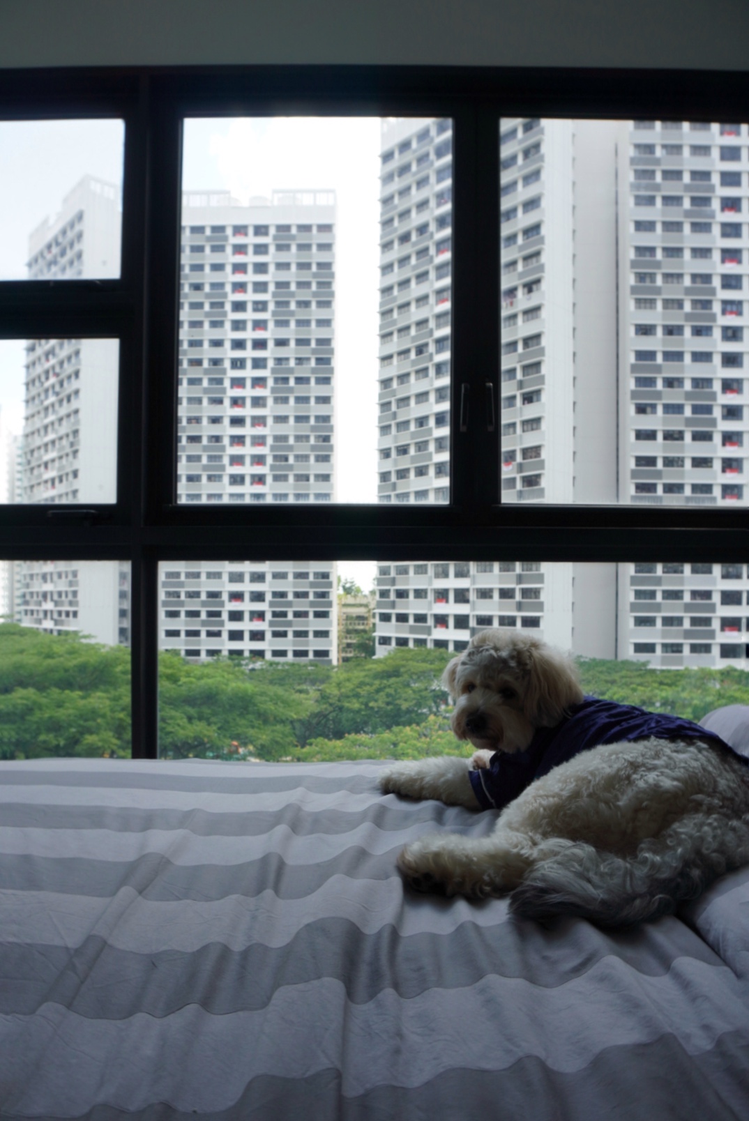 Unwind and Recharge: A Minimalist Yet Cosy Bedroom Retreat - Dog wearing blue sweater, sitting on bed, looking out window