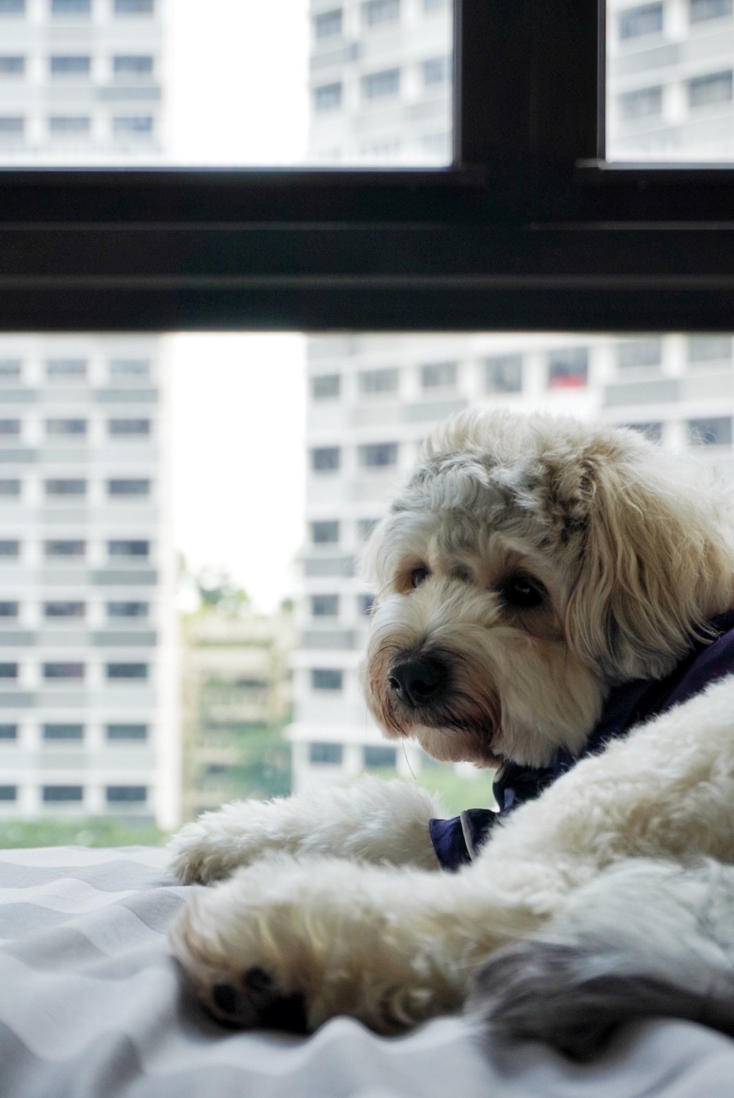 Unwind and Recharge: A Minimalist Yet Cosy Bedroom Retreat - Soft, fluffy dog with long, white fur, lying on a bed, wearing a