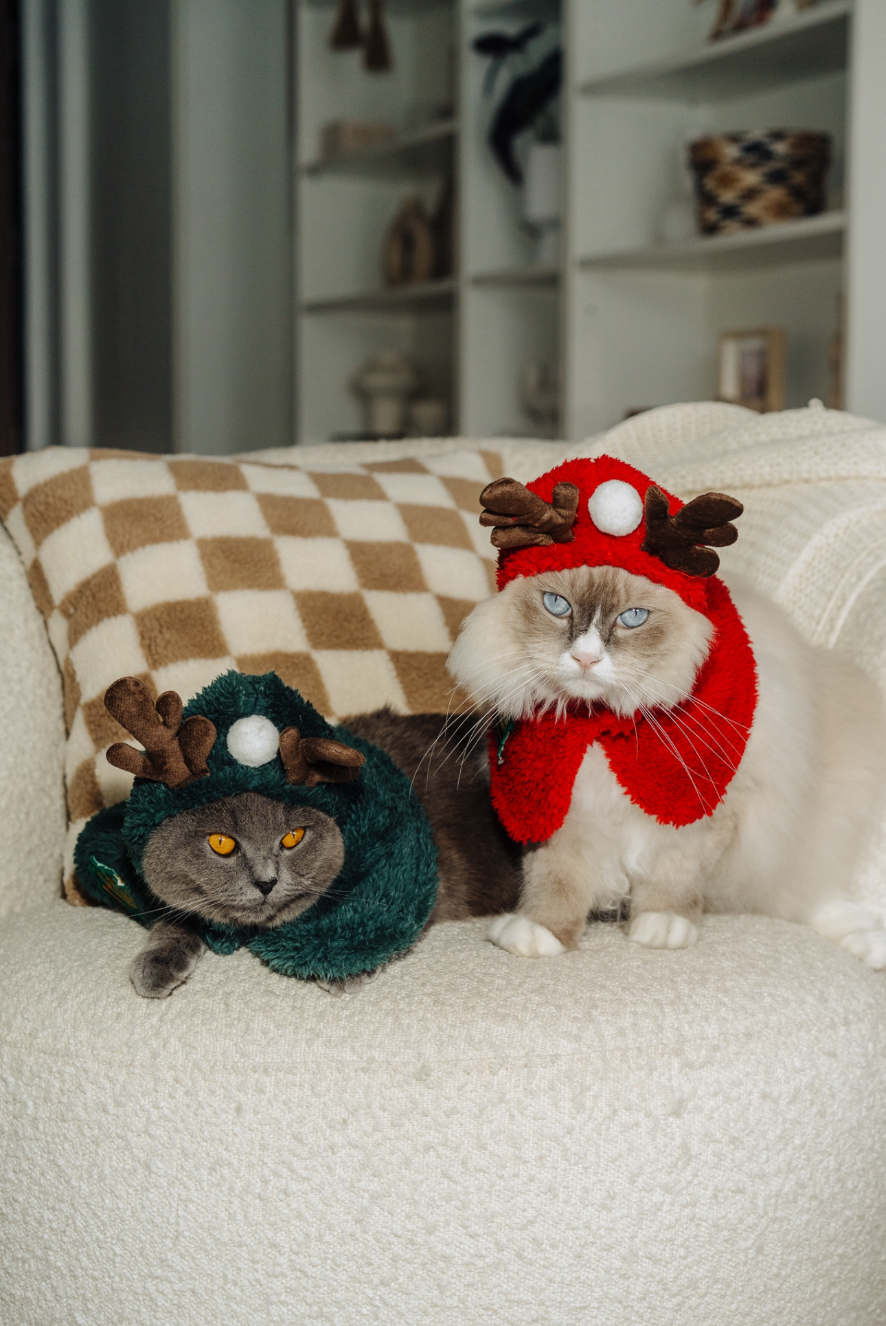 Bright And Airy Living Room: With Zero Reno Or Built-In, Only Styling! - Cat wearing festive reindeer costumes, gray and