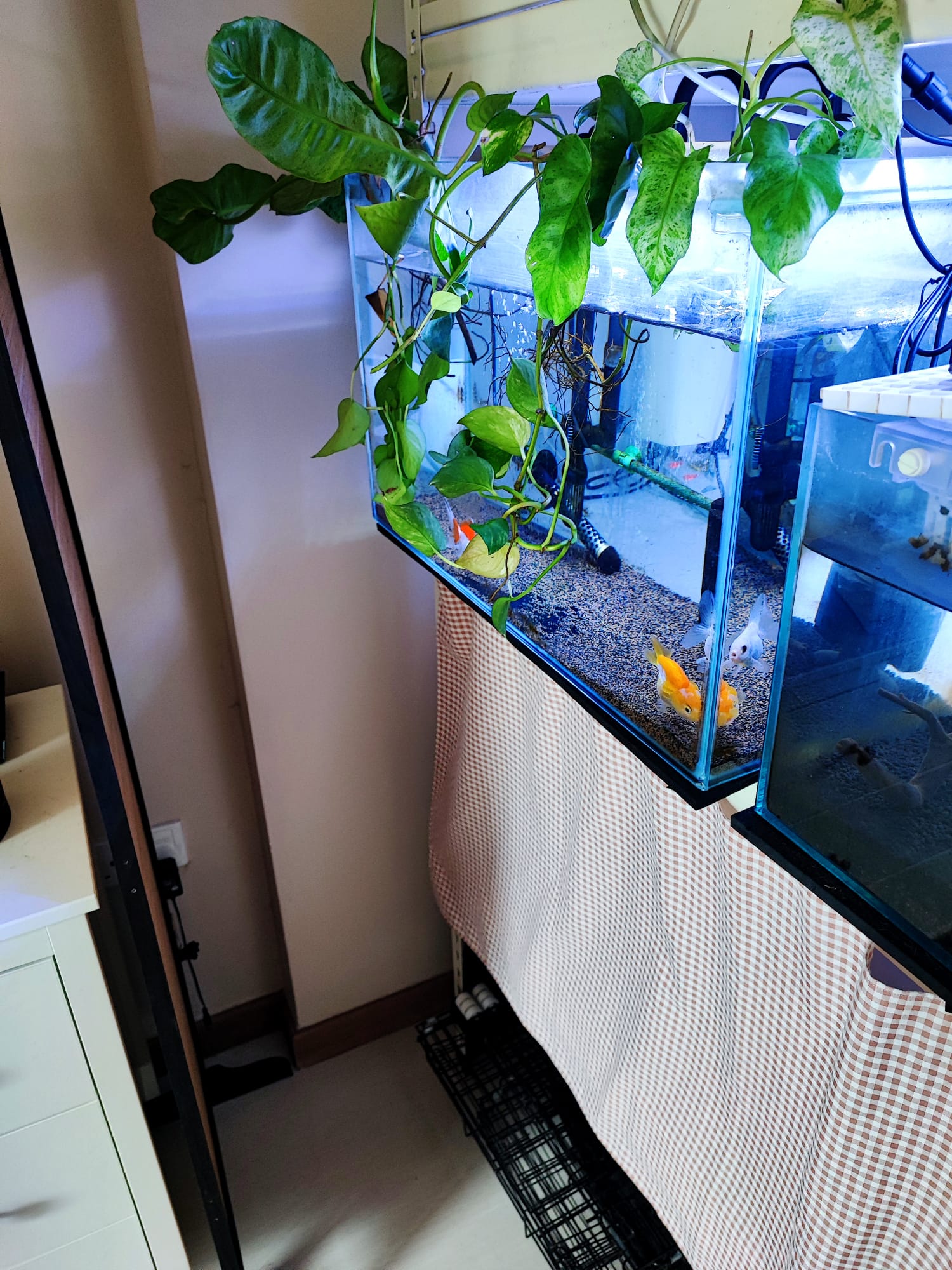 Purrfect-Harmony:-A-living-room-for-cats-and-their-humans