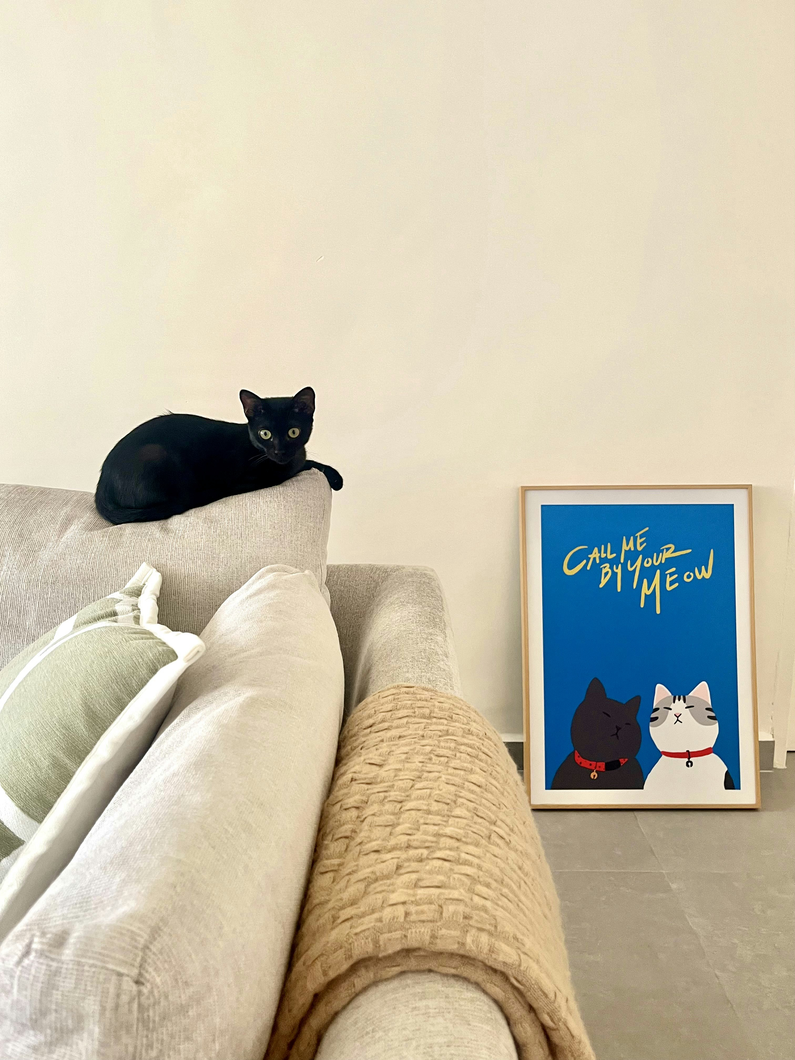 Blending secondhand and contemporary pieces in our Living Room - Cute black cat lounging on beige couch, framed poster with