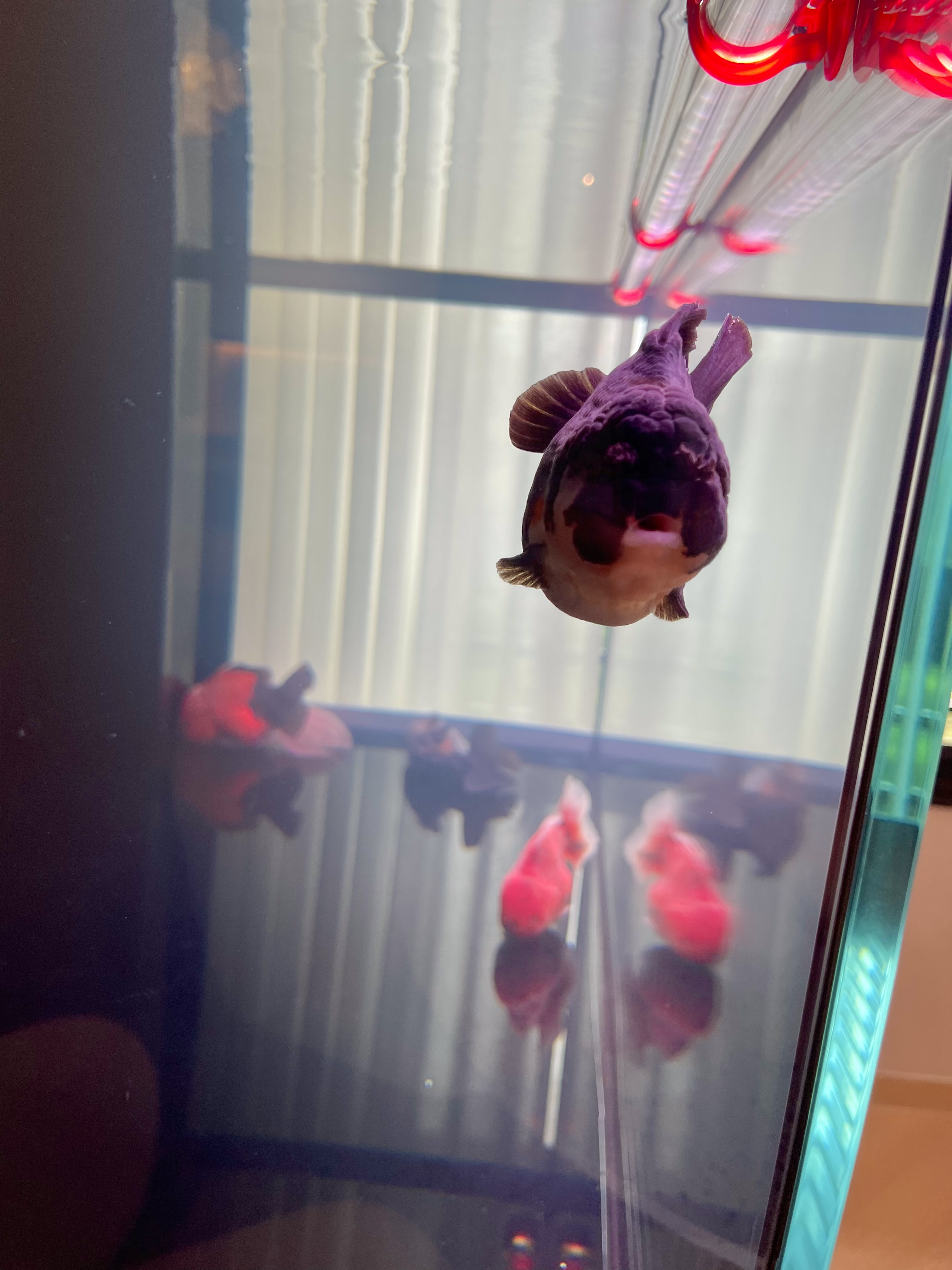 Our Japandi Lounge: A Blend Of Limewash Walls And Curved Fluted Panels - Goldfish, aquarium, water, fish tank, red lights