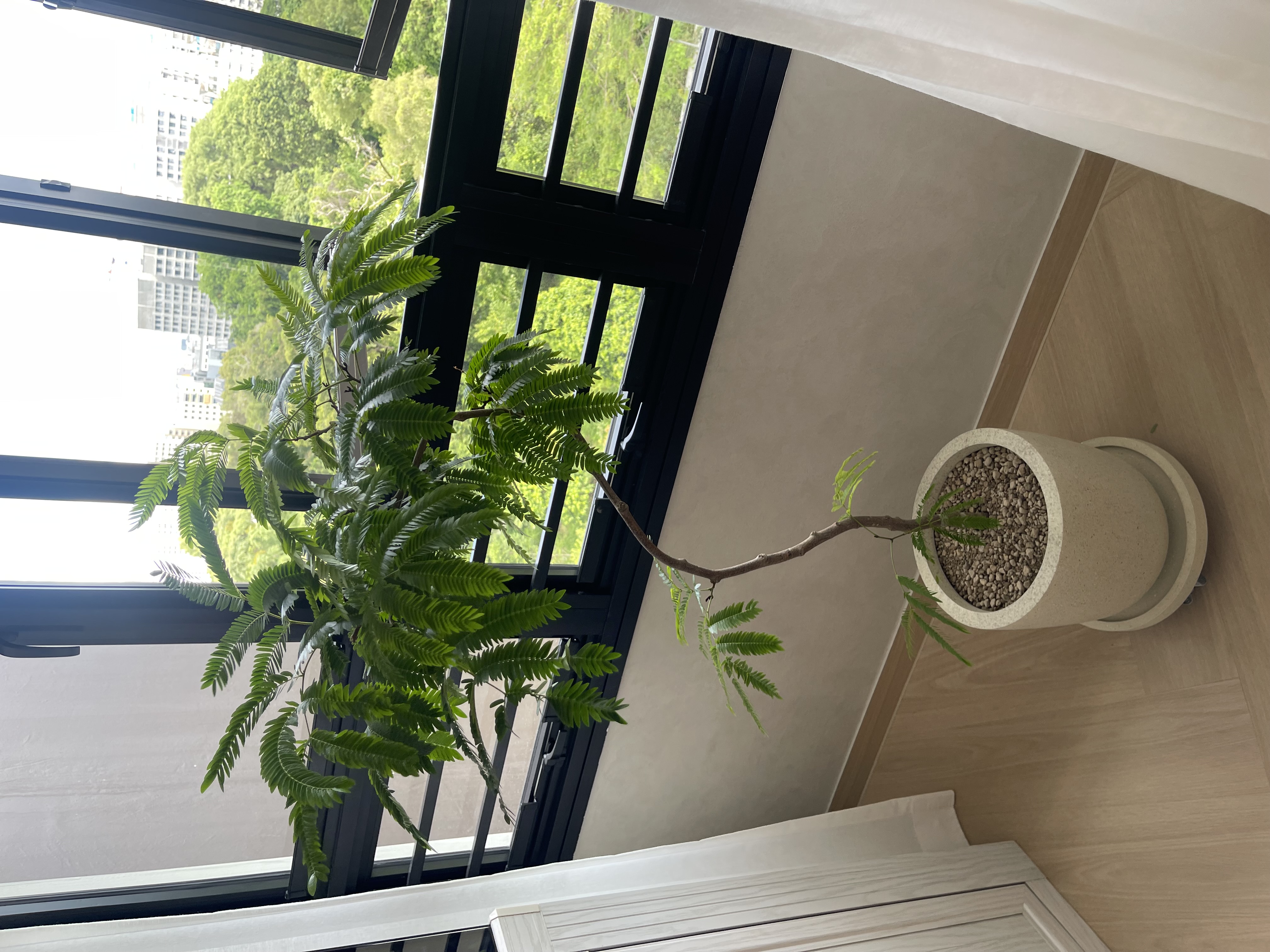 Our Japandi Lounge: A Blend Of Limewash Walls And Curved Fluted Panels - Large green fern plant, indoor setting, large