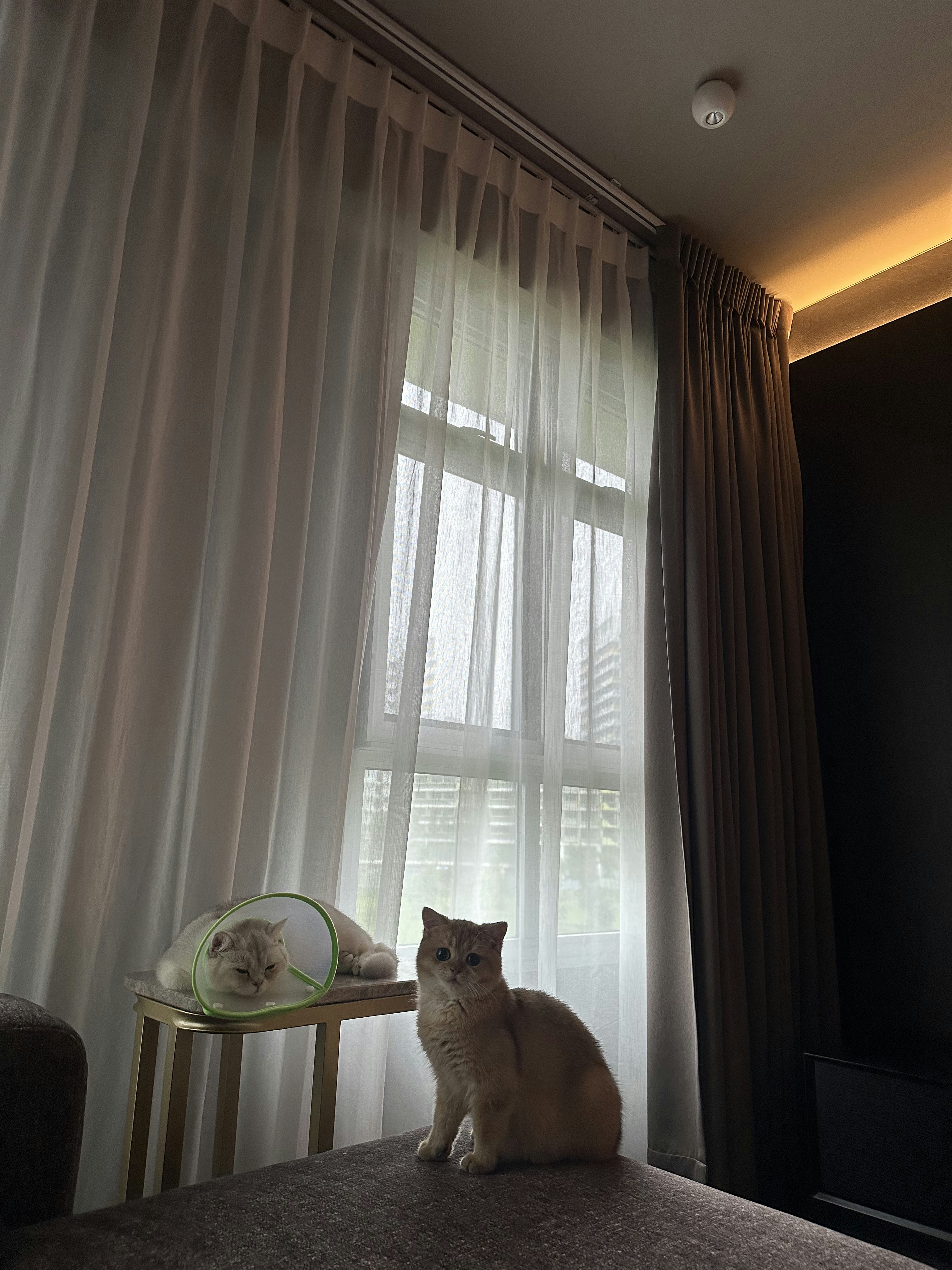 Living Room’s Centerpiece: Custom Island with Hidden Wine Chiller - Gentle morning light filters through sheer curtains