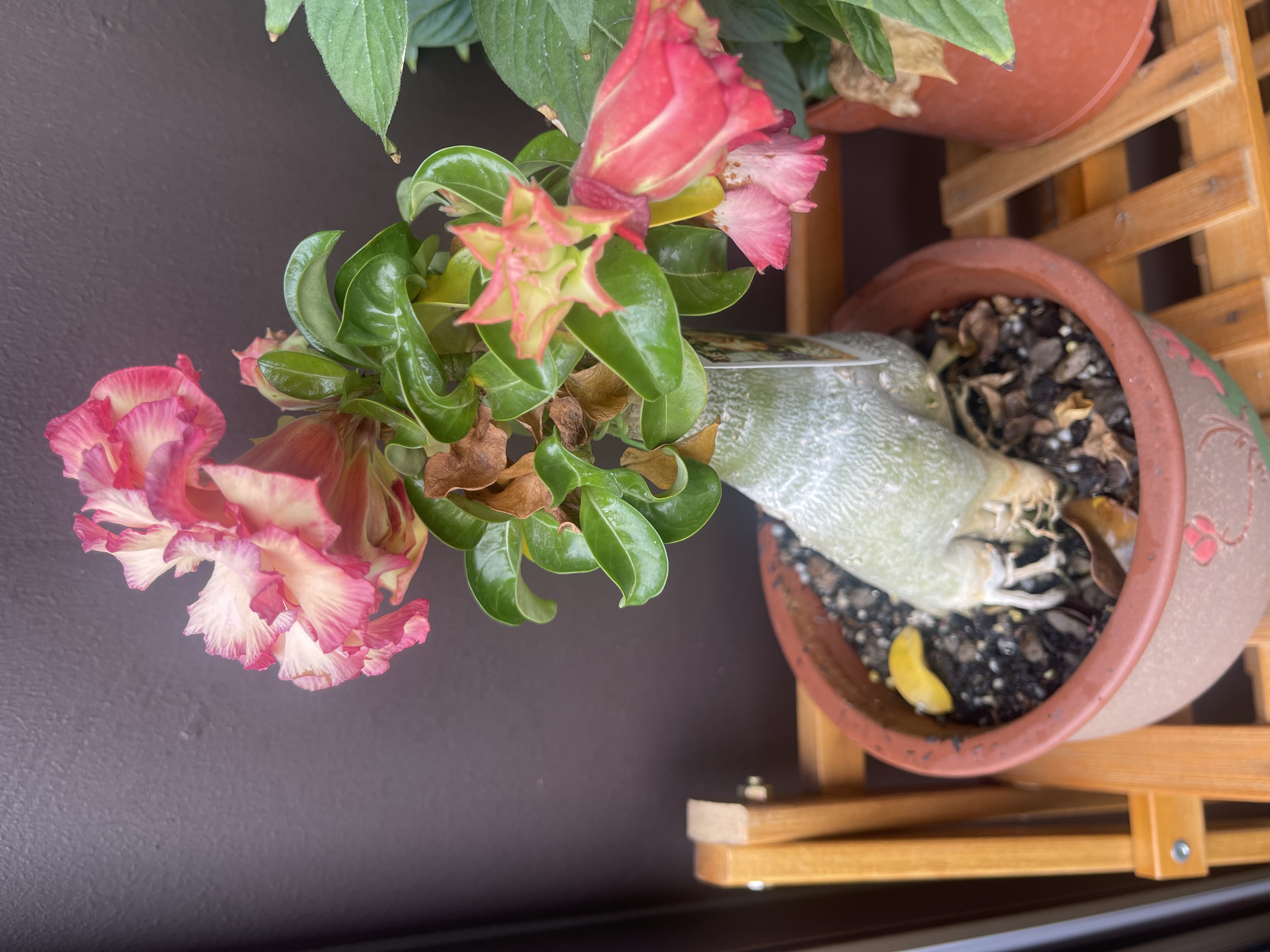 Our Japandi Lounge: A Blend Of Limewash Walls And Curved Fluted Panels - pink and yellow flowers, green leaves, plant in