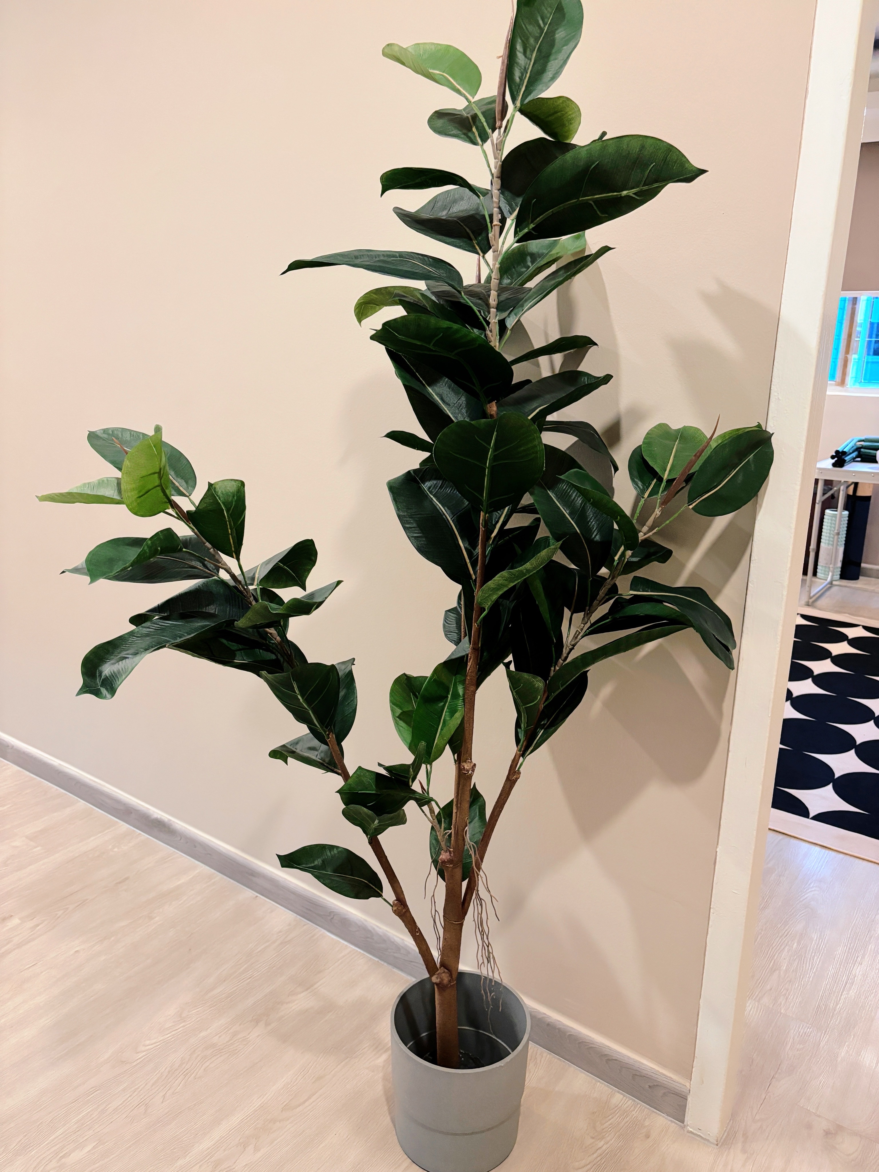 Sprucing-Up-Home-Decor:-Adding-Greens-for-a-Fresh-Touch