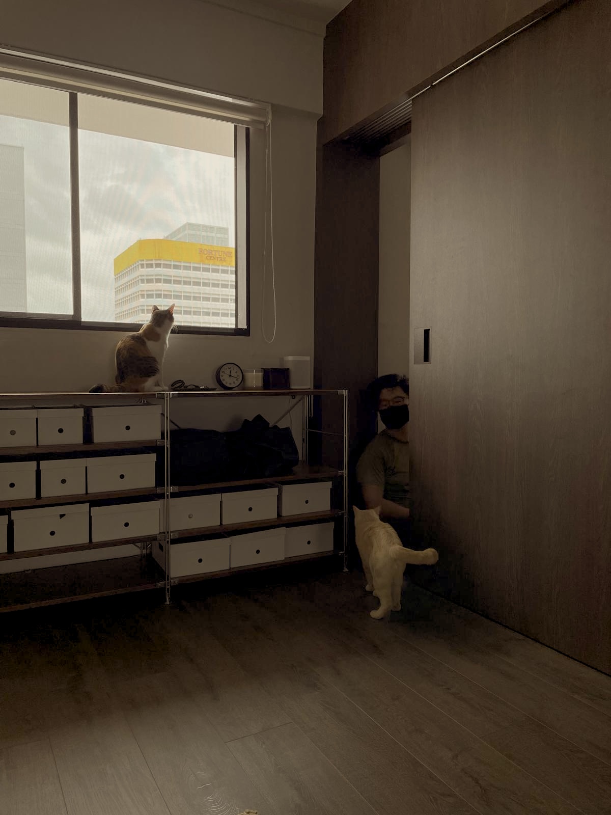 The Body: Ultimate Cosy Living Room with a Half Feature Wall?! - Cat sitting on windowsill, cityscape visible through window