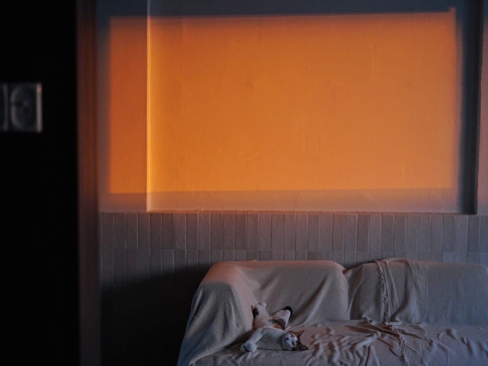 The Body: Ultimate Cosy Living Room with a Half Feature Wall?! - Orange gradient wall, soft lighting, cozy room, cat