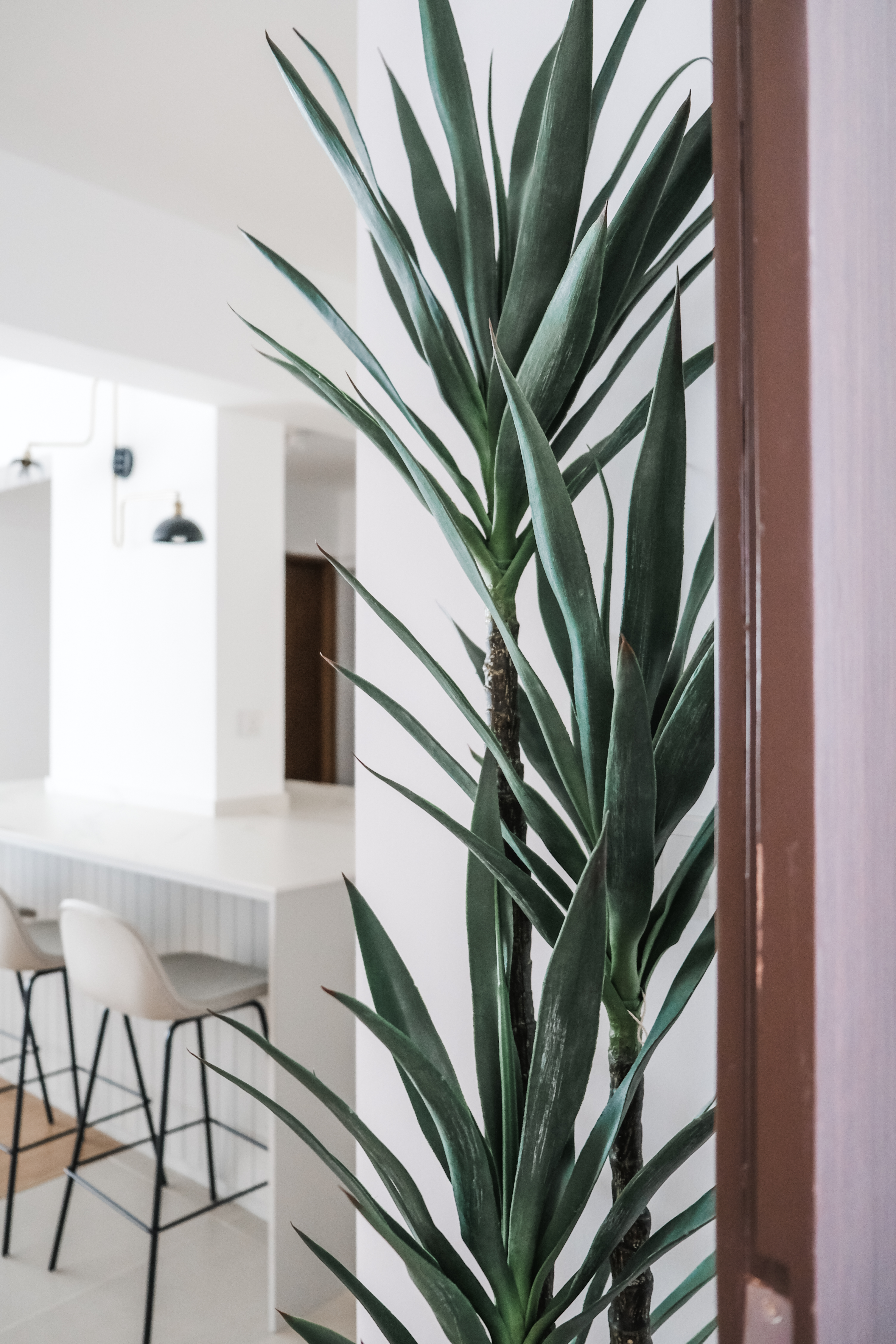 Inviting Entryway to a Spacious Open-Concept Home - succulent green plant, indoor plant, modern interior, white kitchen