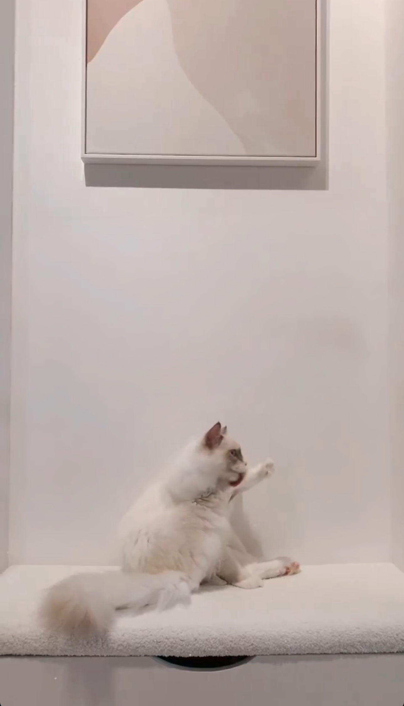 Our Entryway: Creating A Functional And Aesthetic Space With DIY  - White fluffy cat, sitting on white platform, looking up