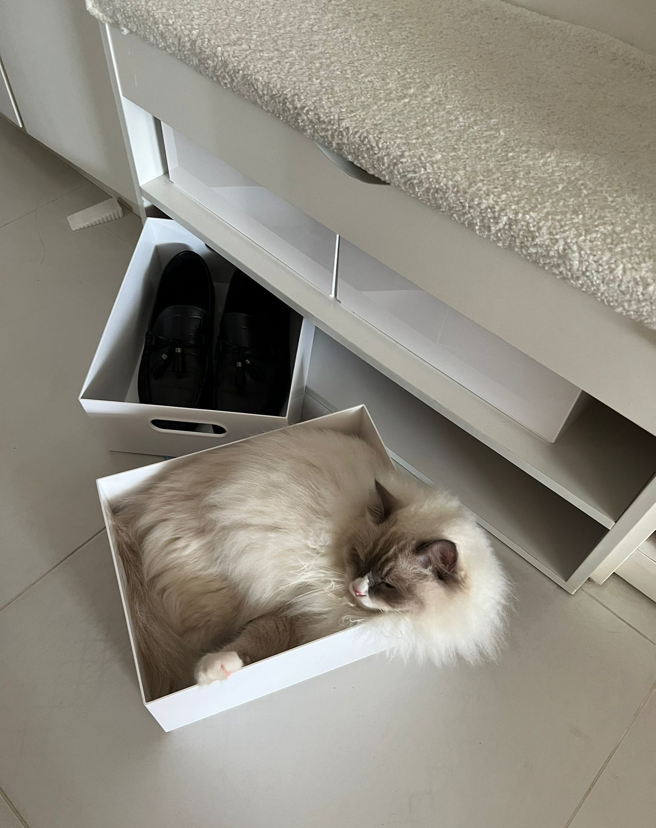Our Entryway: Creating A Functional And Aesthetic Space With DIY  - White fluffy cat, resting in box, light brown fur, fluffy