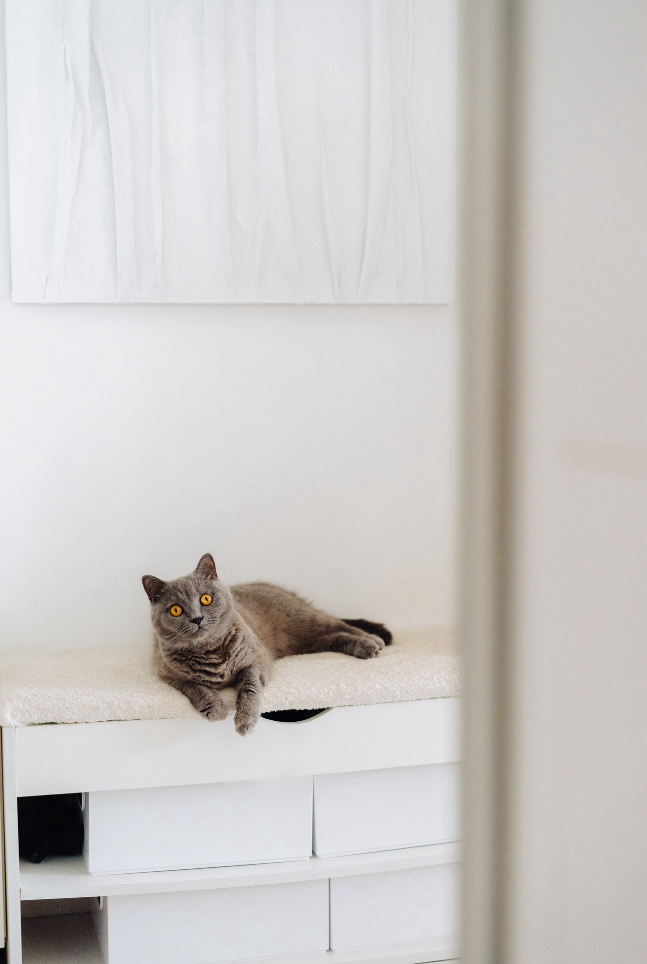 Our Entryway: Creating A Functional And Aesthetic Space With DIY  - grey tabby, fluffy, lounging, white cat, bright eyes