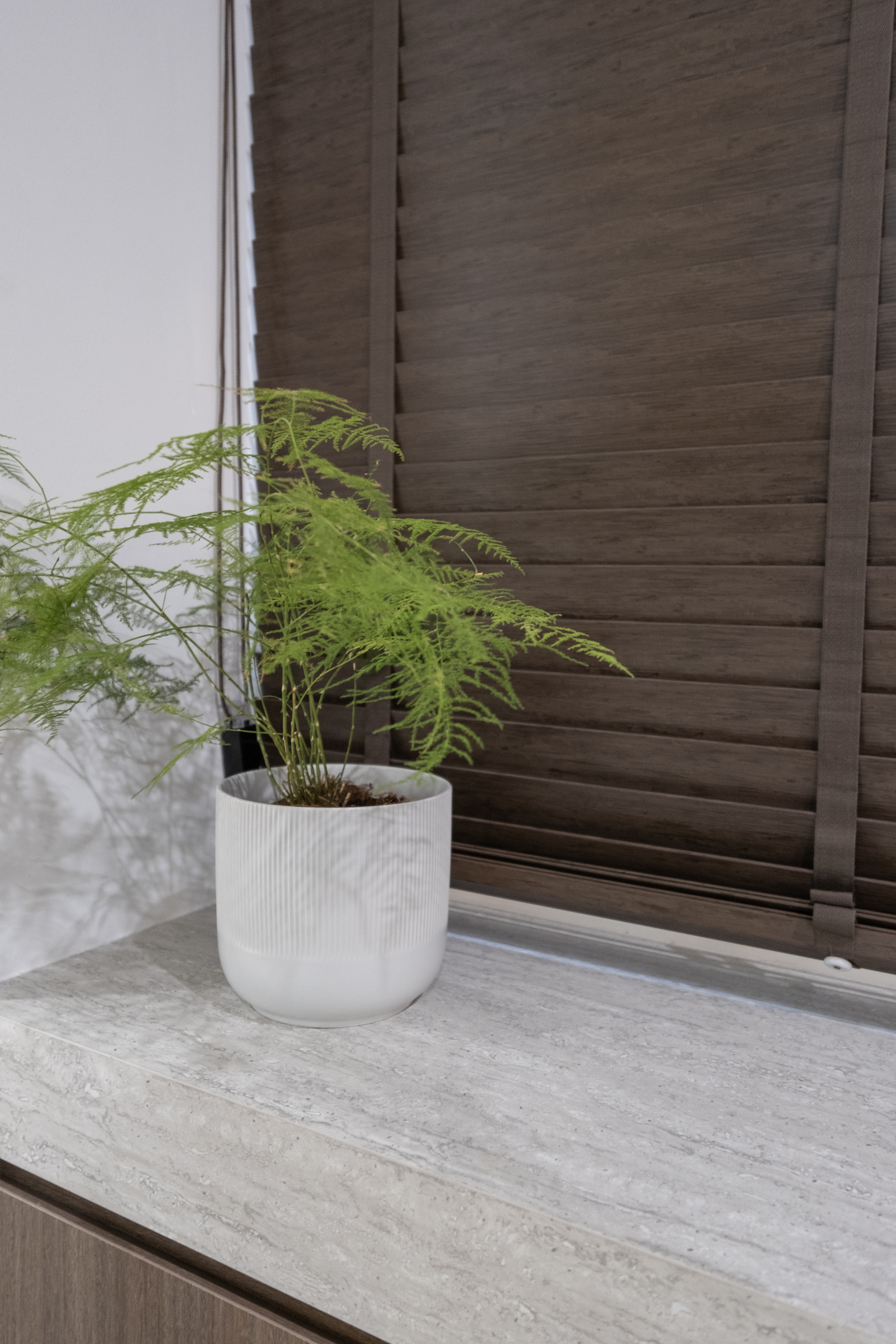 Entryway: Blending Retro Glass Bricks with Modern Contemporary Design - modern indoor setting, indoor plant, green fern