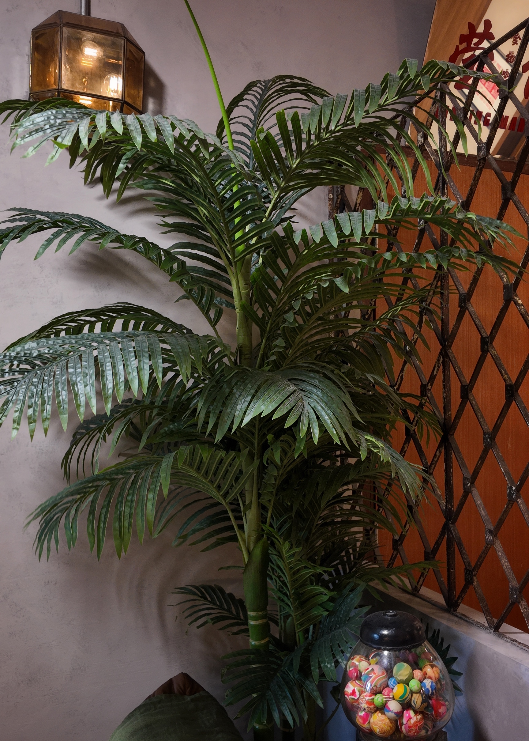 In the jungle, the mighty jungle ╰(*´︶`*)╯♡ - Green tropical plant with long, slender leaves, situated next to a wall with a