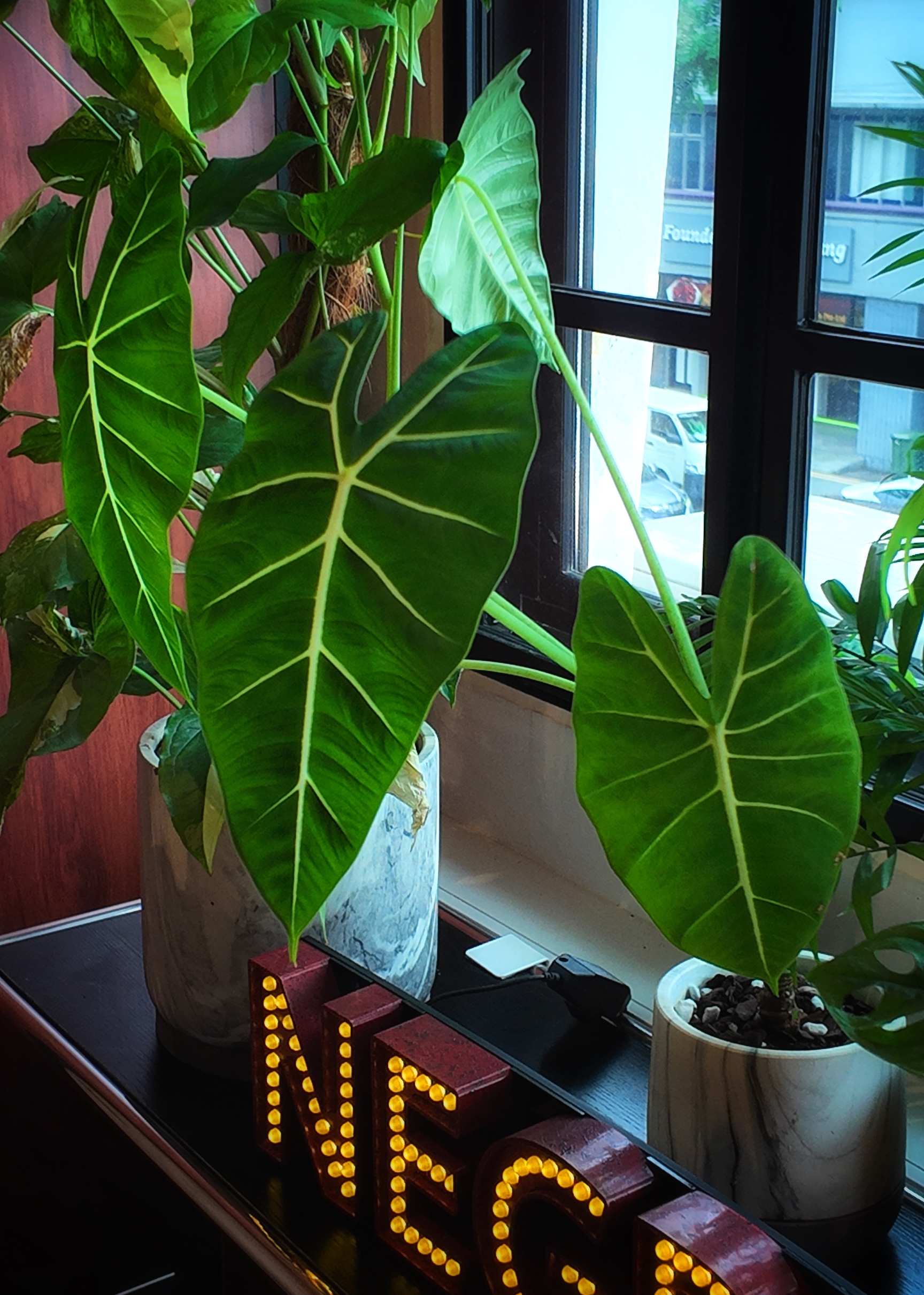 In the jungle, the mighty jungle ╰(*´︶`*)╯♡ - Large, heart-shaped green leaves, bright sunlight, indoor setting, potted
