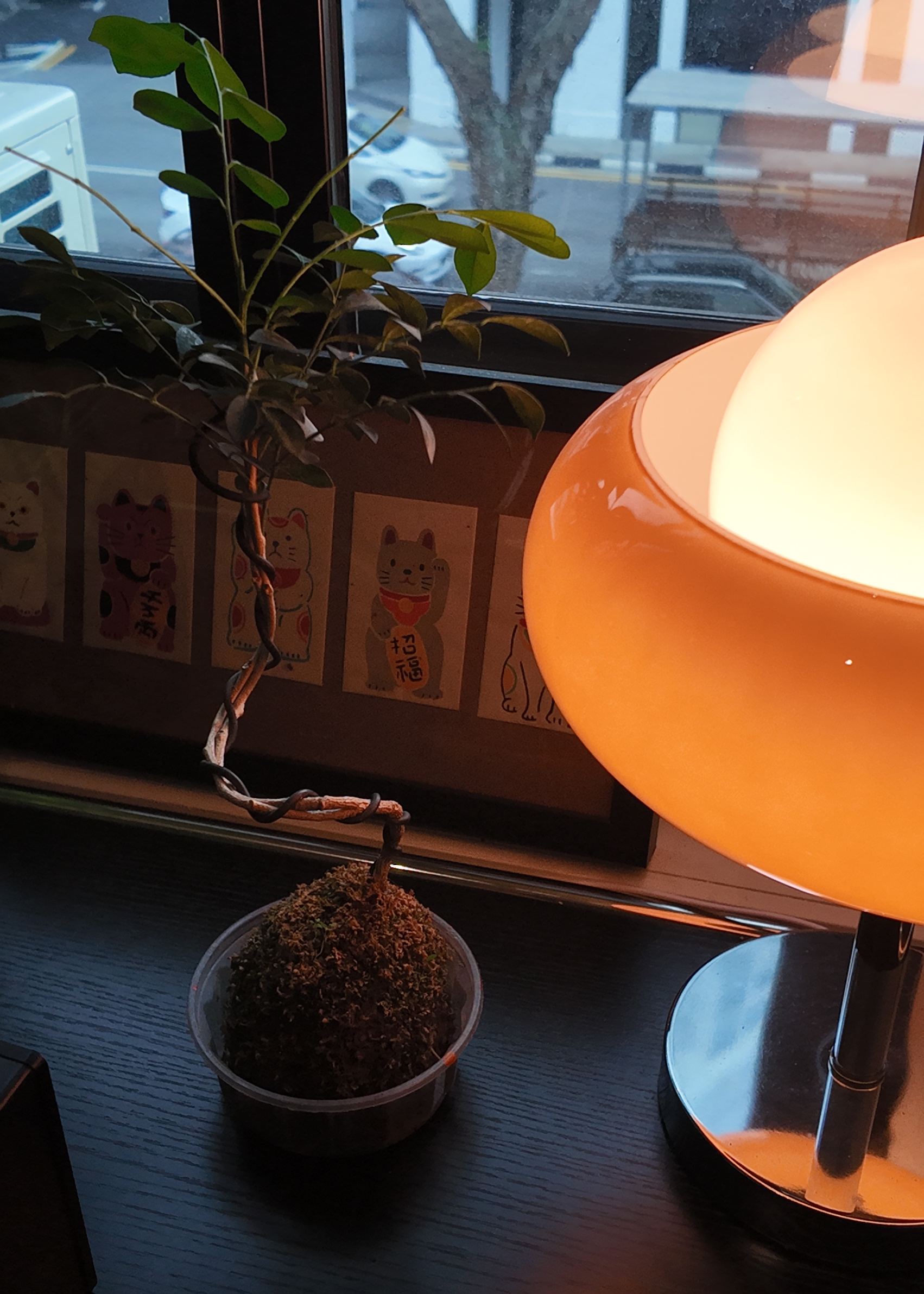 In the jungle, the mighty jungle ╰(*´︶`*)╯♡ - Cat-themed wall art, indoor plant with green leaves, small potted plant, indoor