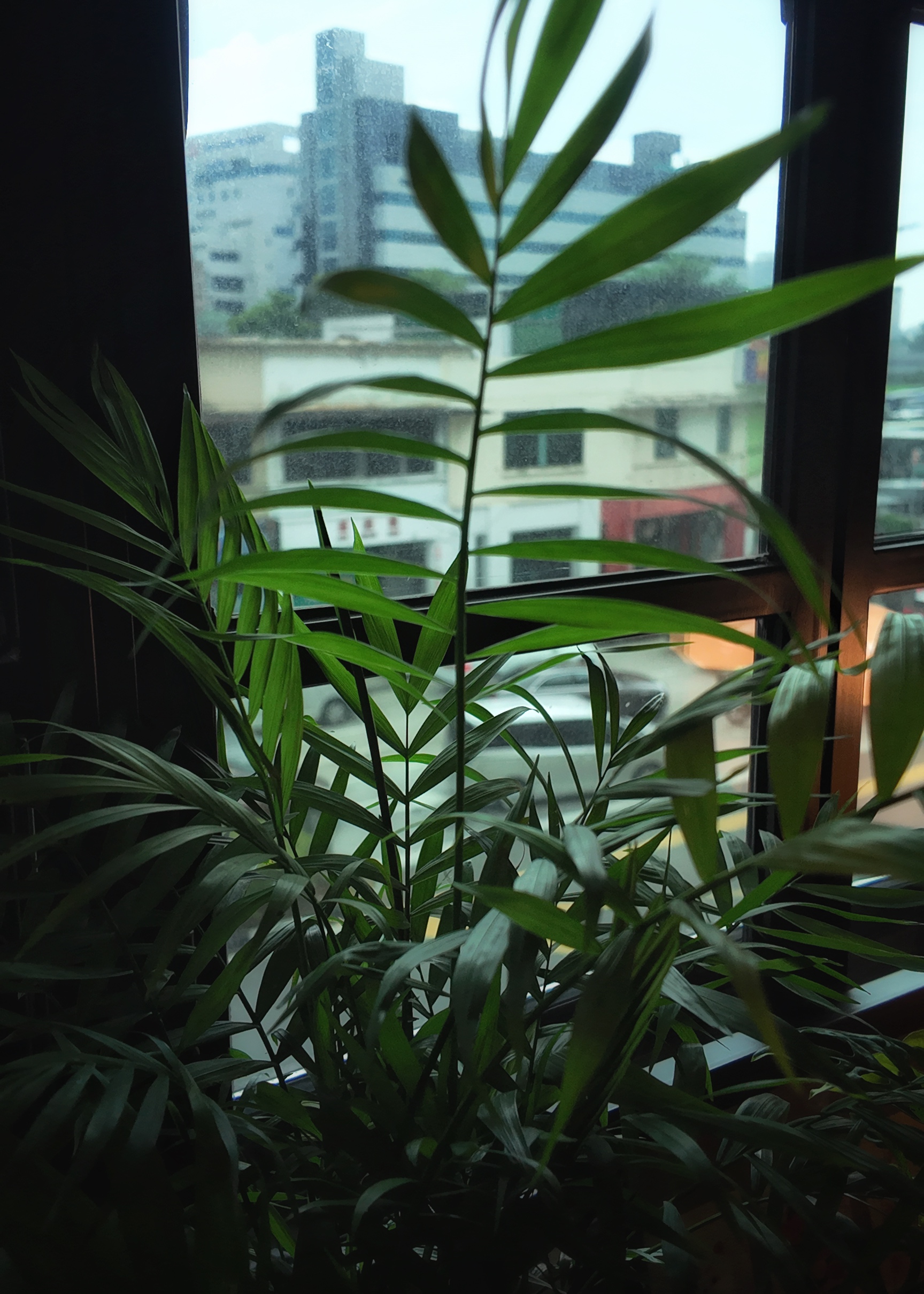 In-the-jungle,-the-mighty-jungle-╰(*´︶`*)╯♡