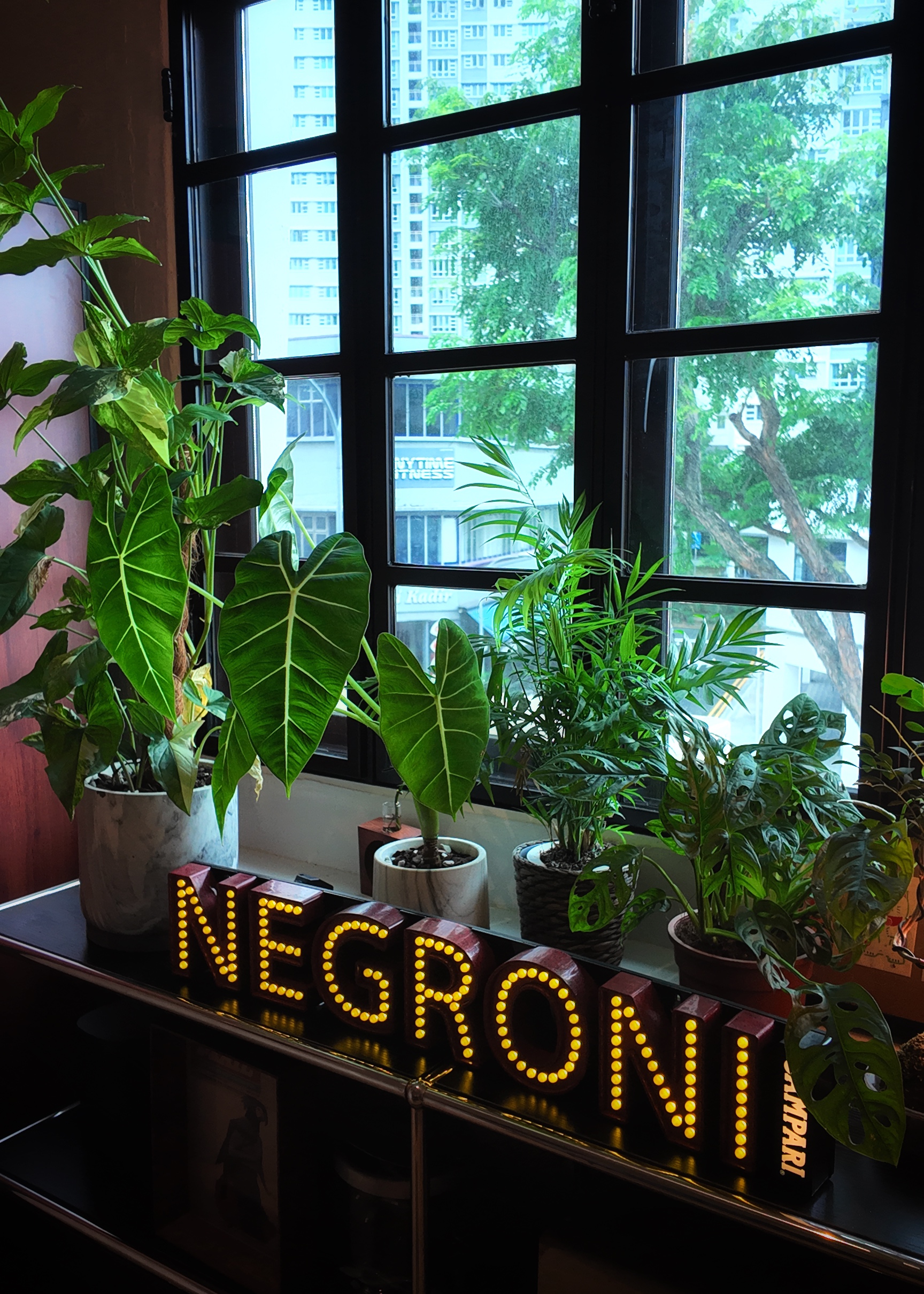 In the jungle, the mighty jungle ╰(*´︶`*)╯♡ - Large green houseplants in various pots, illuminated by natural light from a