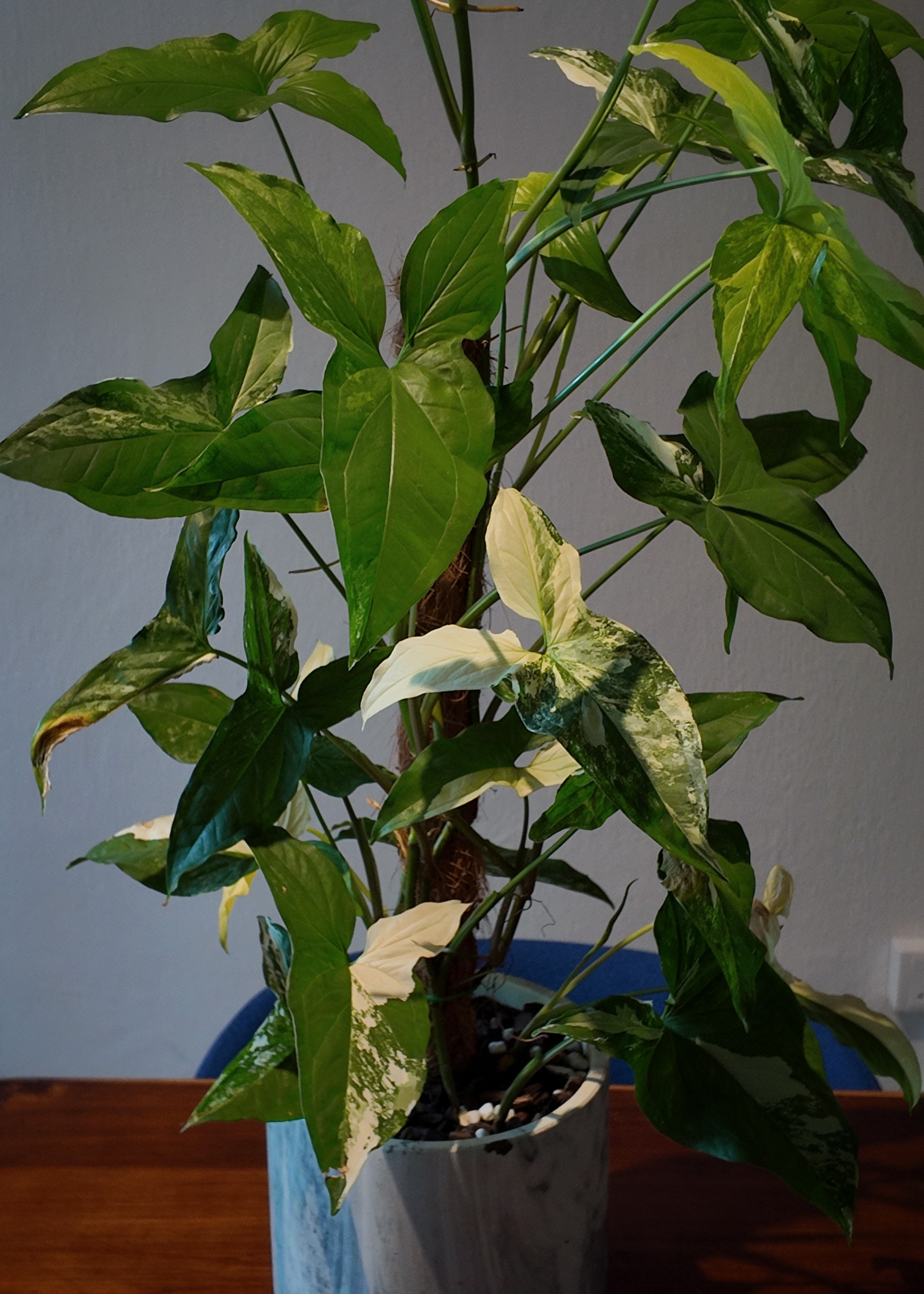 In the jungle, the mighty jungle ╰(*´︶`*)╯♡ - Green, variegated, glossy, broad-leafed, healthy, vibrant, lush, variegated