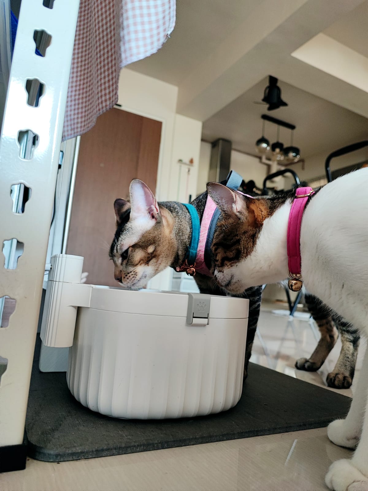 A functional entryway - Using paint to conceal unsightly areas! - Cat wearing harness, standing on mat, drinking water from a