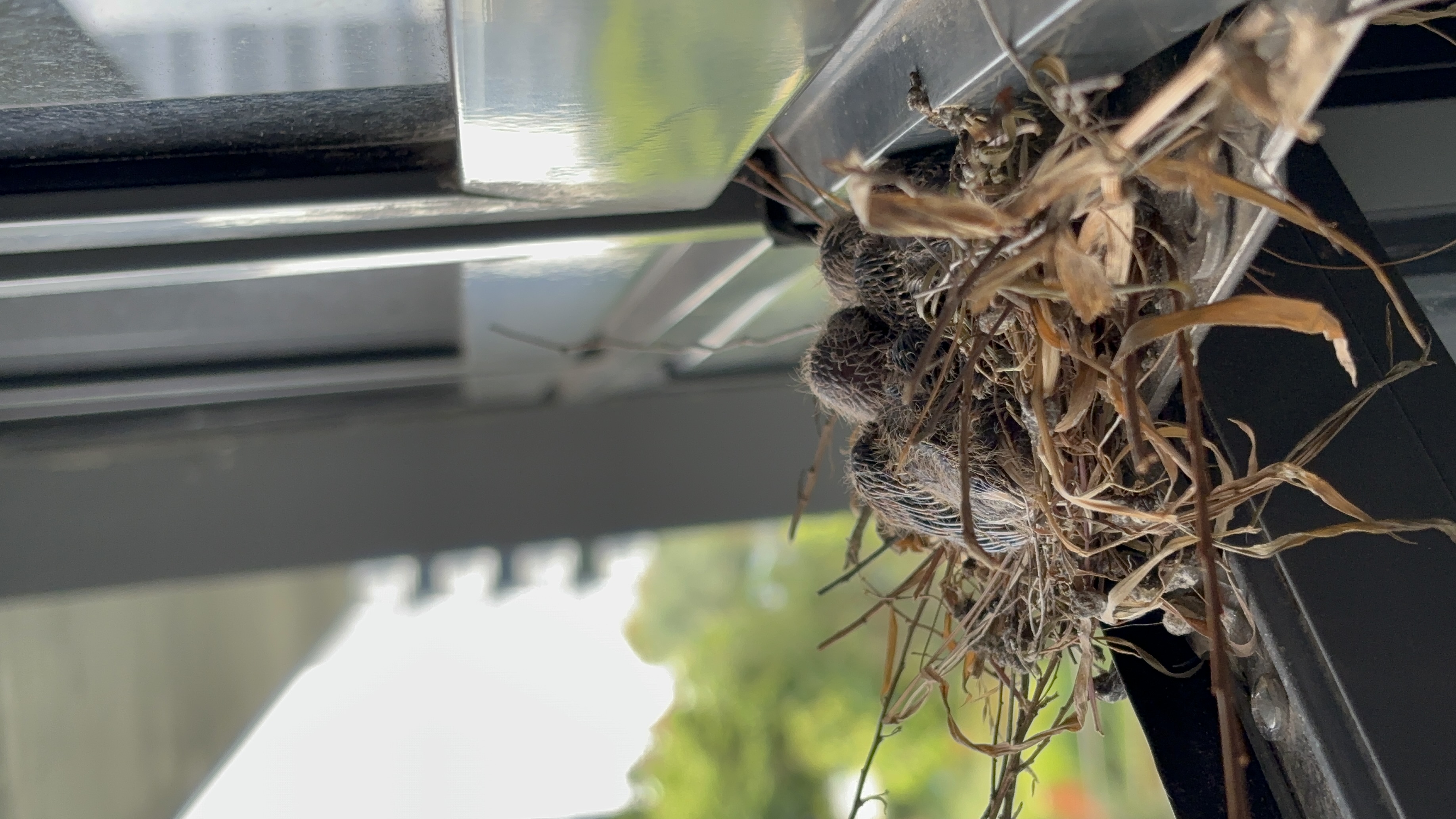 3-in-1 Security Mesh: Insect proof, child proof and cat proof  - bird nest, bird eggs, bird's nestlings, bird's eggs on