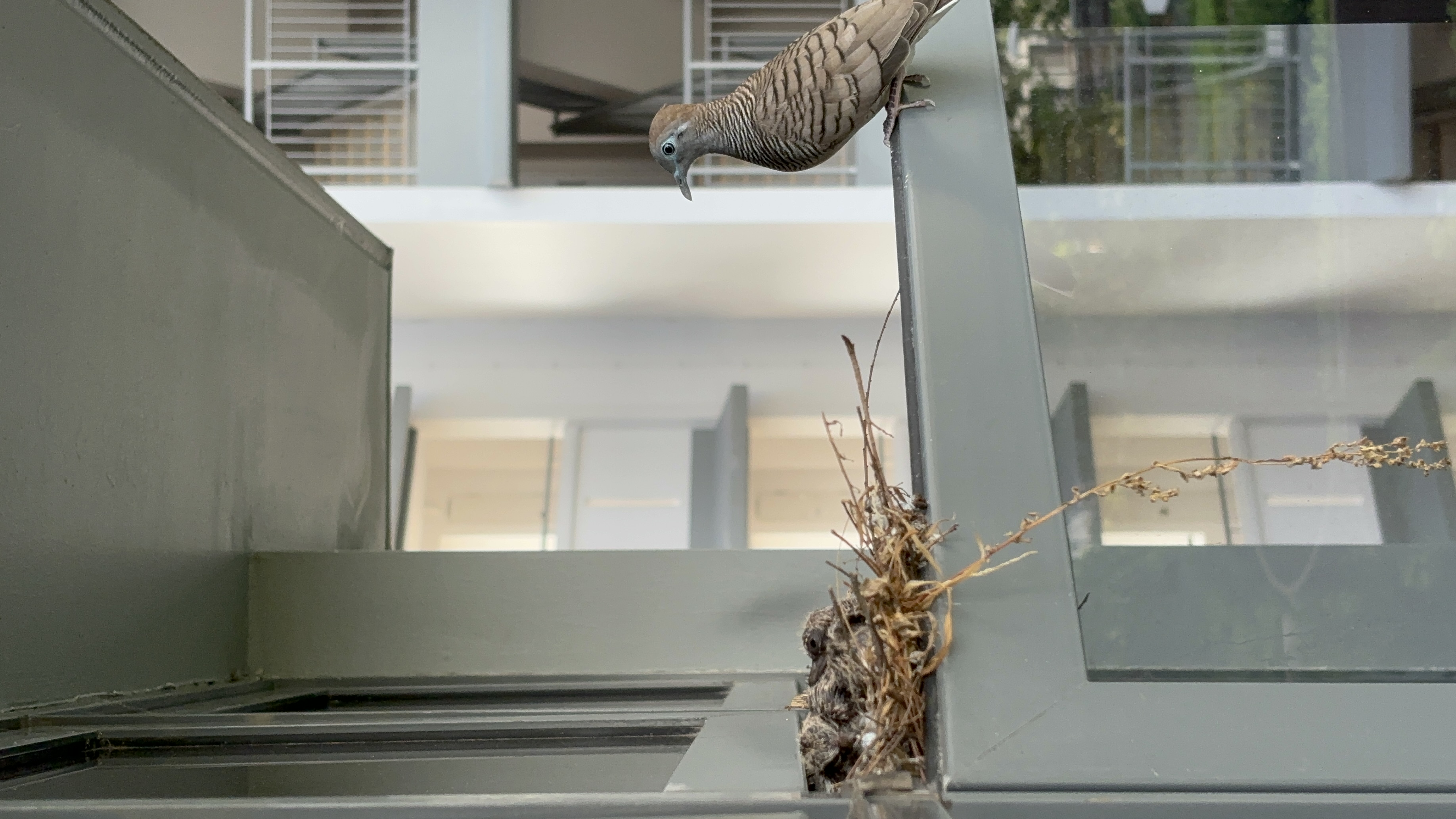 3-in-1 Security Mesh: Insect proof, child proof and cat proof  - nestling, bird, chick, perched, on ledge, building