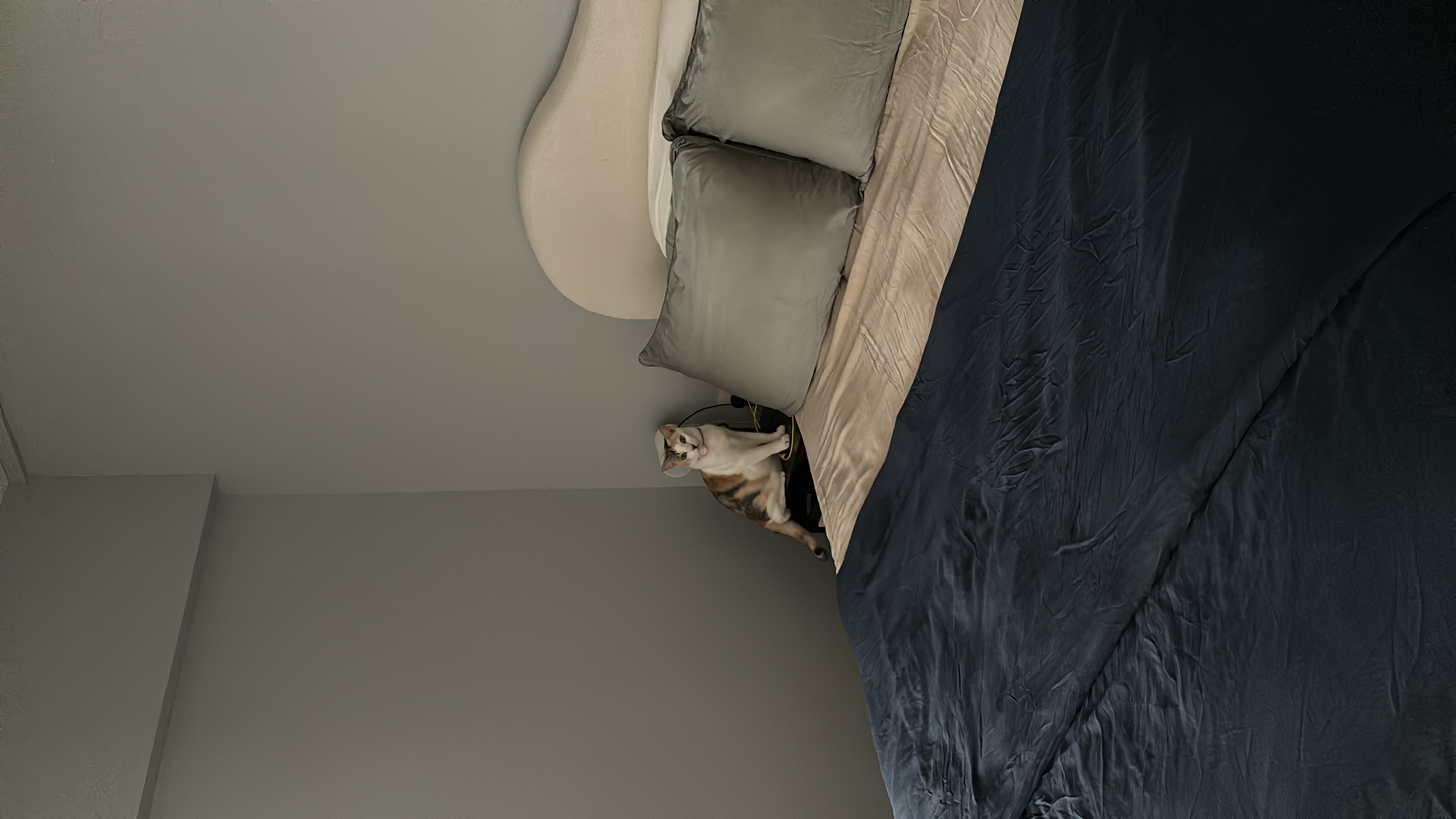 A peek into our Sunday at home - Cat, lying on bed, looking up, fluffy, light-colored fur, dark blue blanket, gray pillows