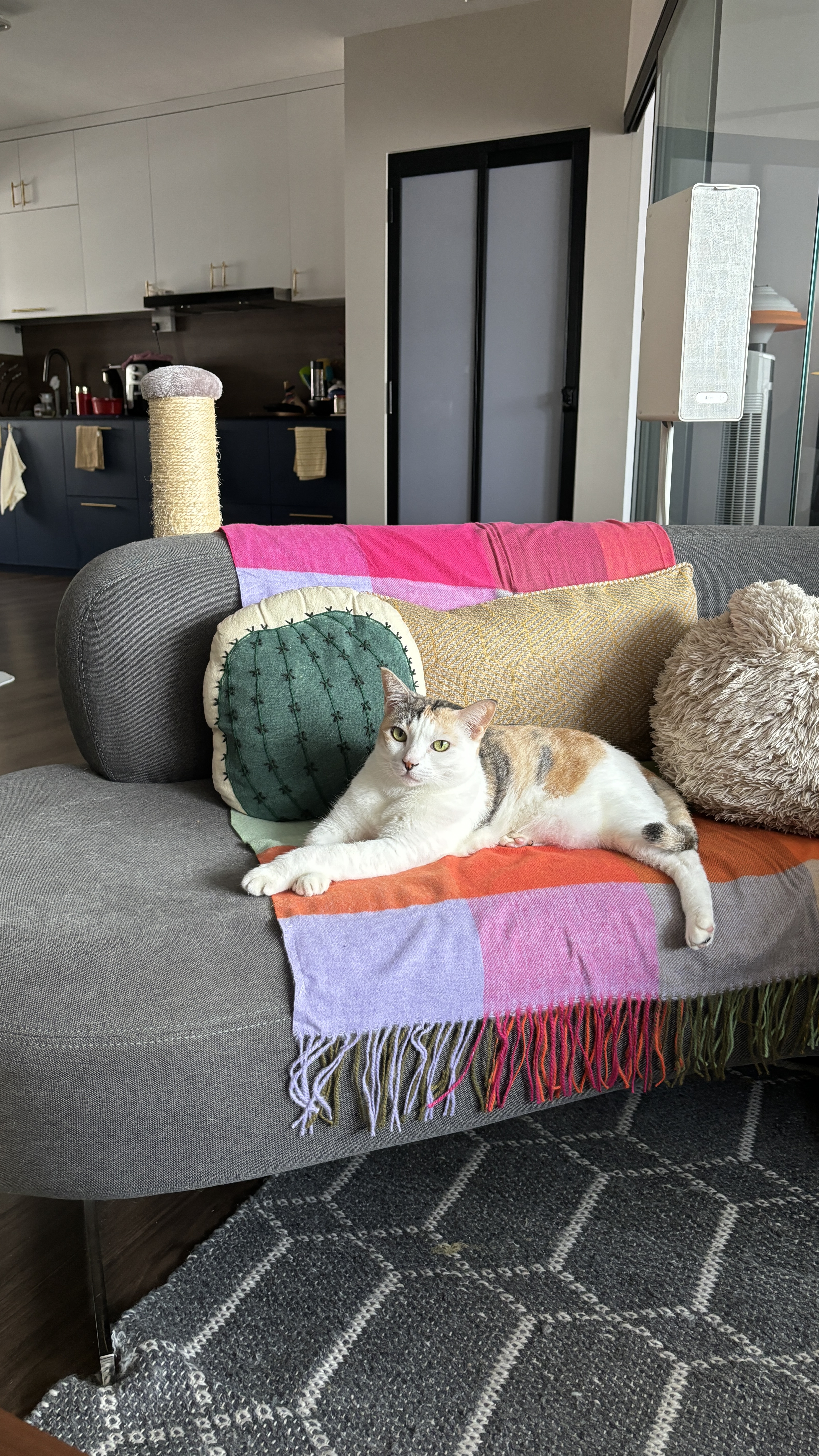A peek into our Sunday at home - Modern living room, cozy couch, multicolored throw blanket, cat lounging, white and orange