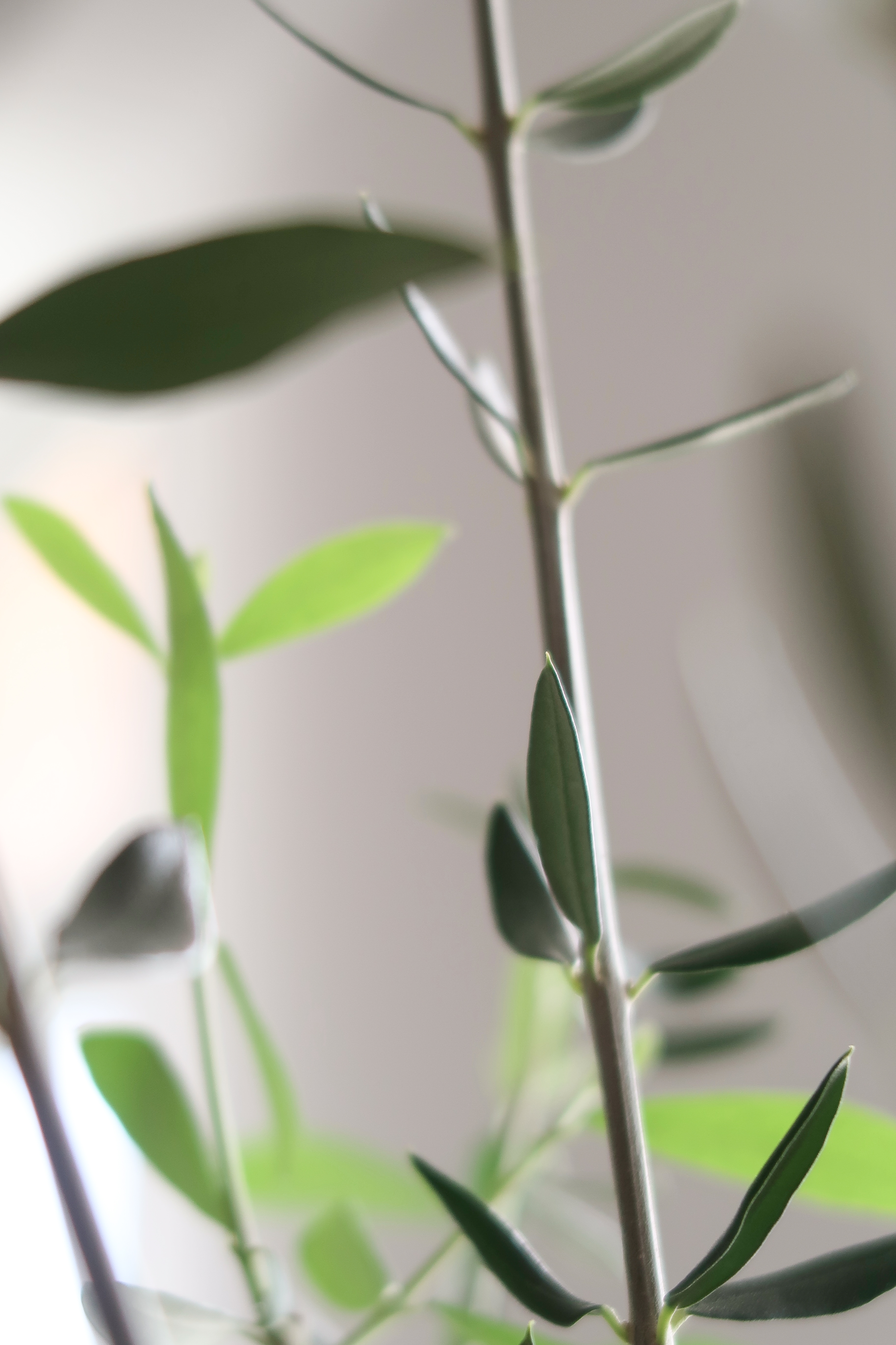Our Indoor Oasis: Bringing Life into Our Home - Green plant stems, delicate leaves, soft focus background, natural lighting