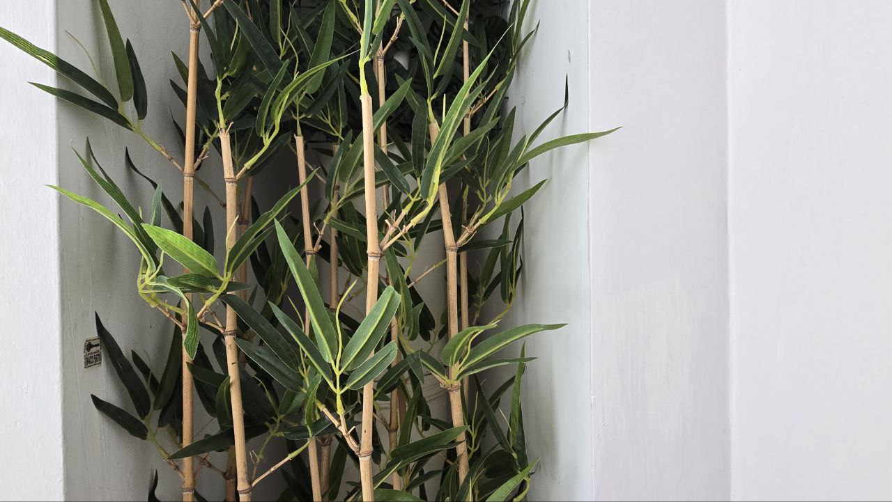 Introducing Fengshui Elements into our Entryway! - bamboo plant, green leaves, bamboo stalks, indoor plant, wall-mounted