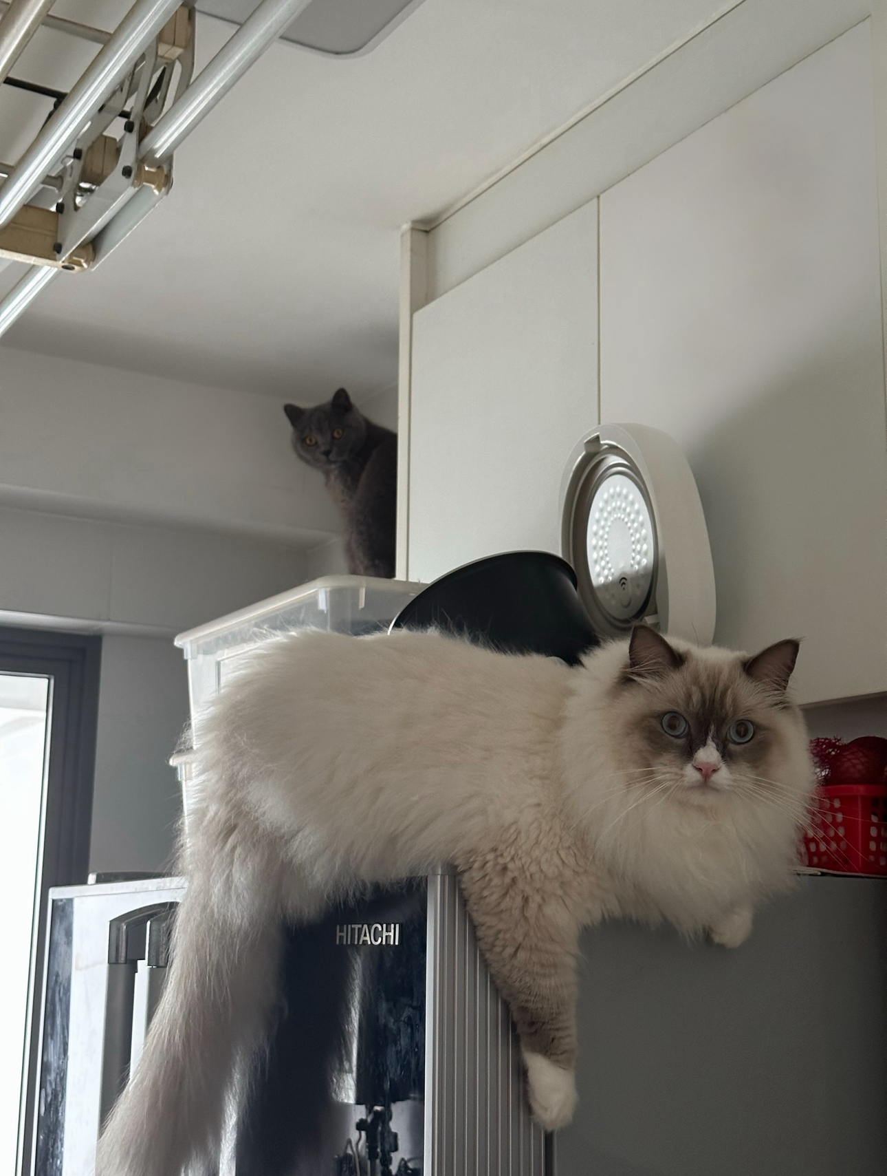 Our Standard Kitchen That Came With Our DBSS: How We Live With It - White fluffy cat perched on kitchen counter, Gray cat