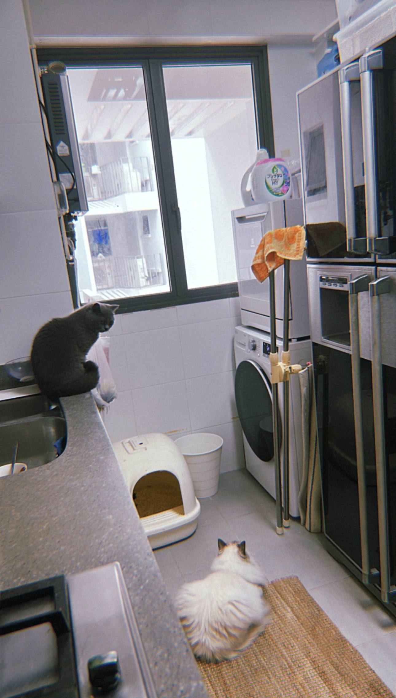 Our Standard Kitchen That Came With Our DBSS: How We Live With It - Cat sitting on kitchen counter, gray cat looking out