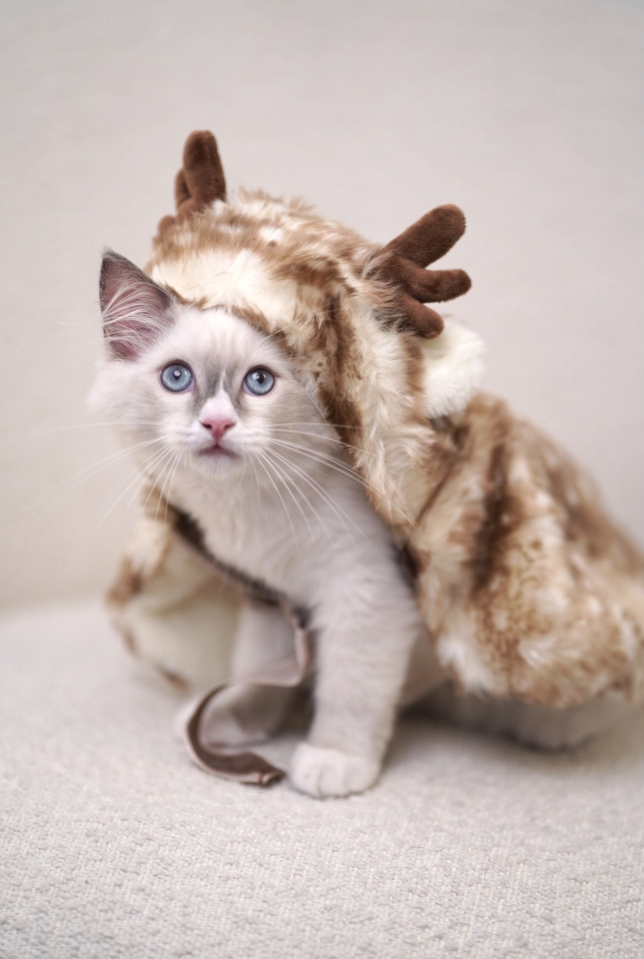 Our Standard Kitchen That Came With Our DBSS: How We Live With It - Snowy-themed kitten wearing a furry reindeer hat, fluffy