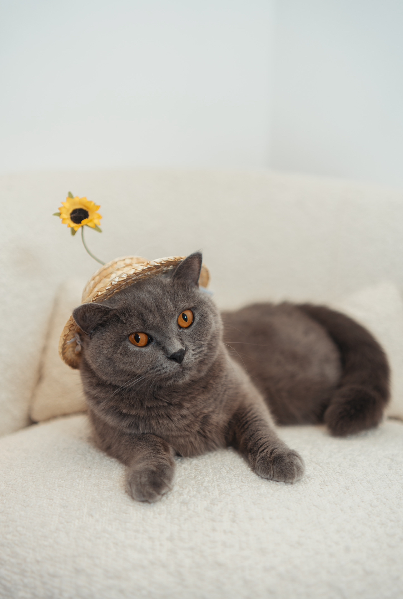 Our Standard Kitchen That Came With Our DBSS: How We Live With It - Gray cat with striking orange eyes, wearing a straw hat