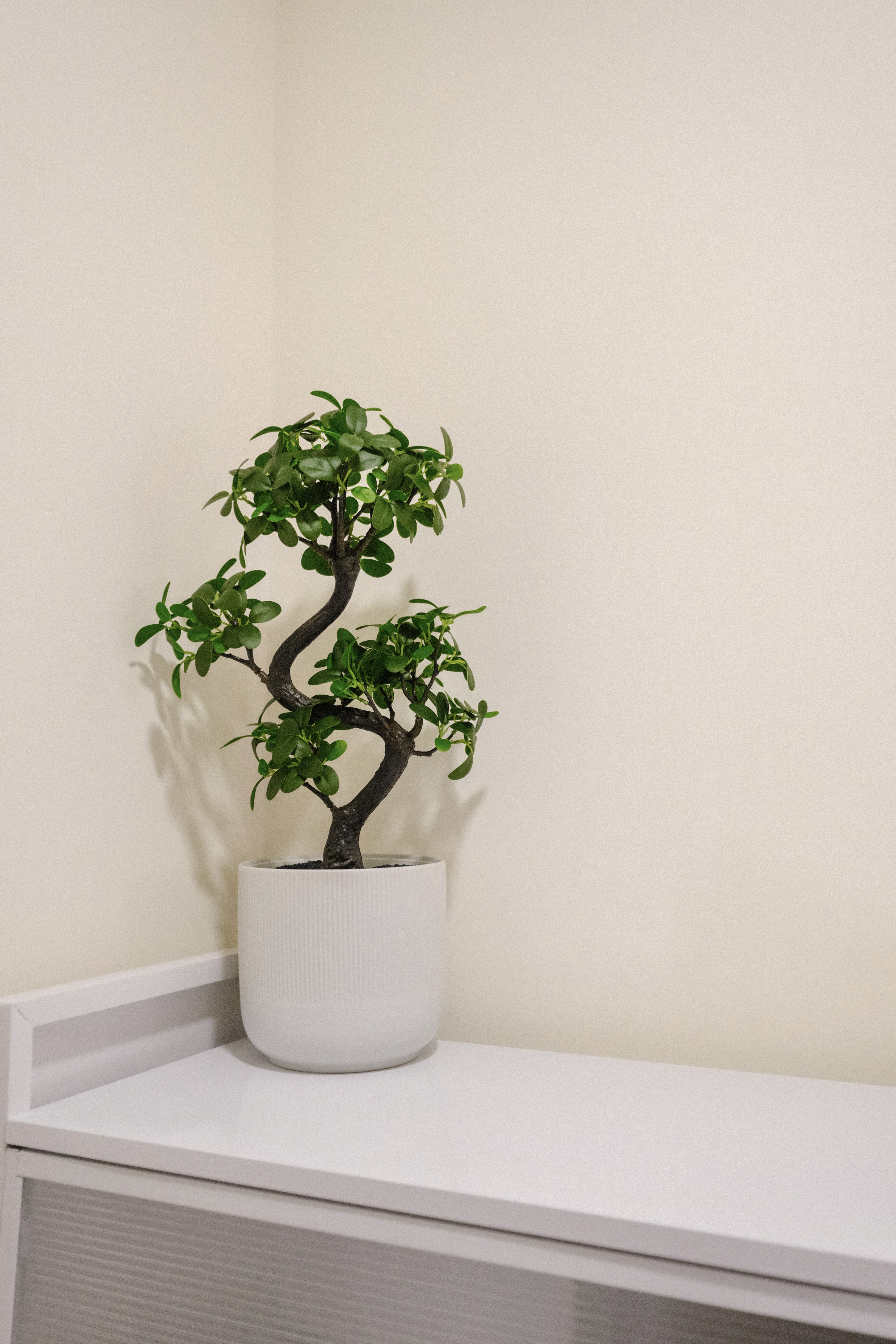 Step into our minimalist entryway!  - White potted plant with dark, twisted trunk and lush green leaves, positioned against a