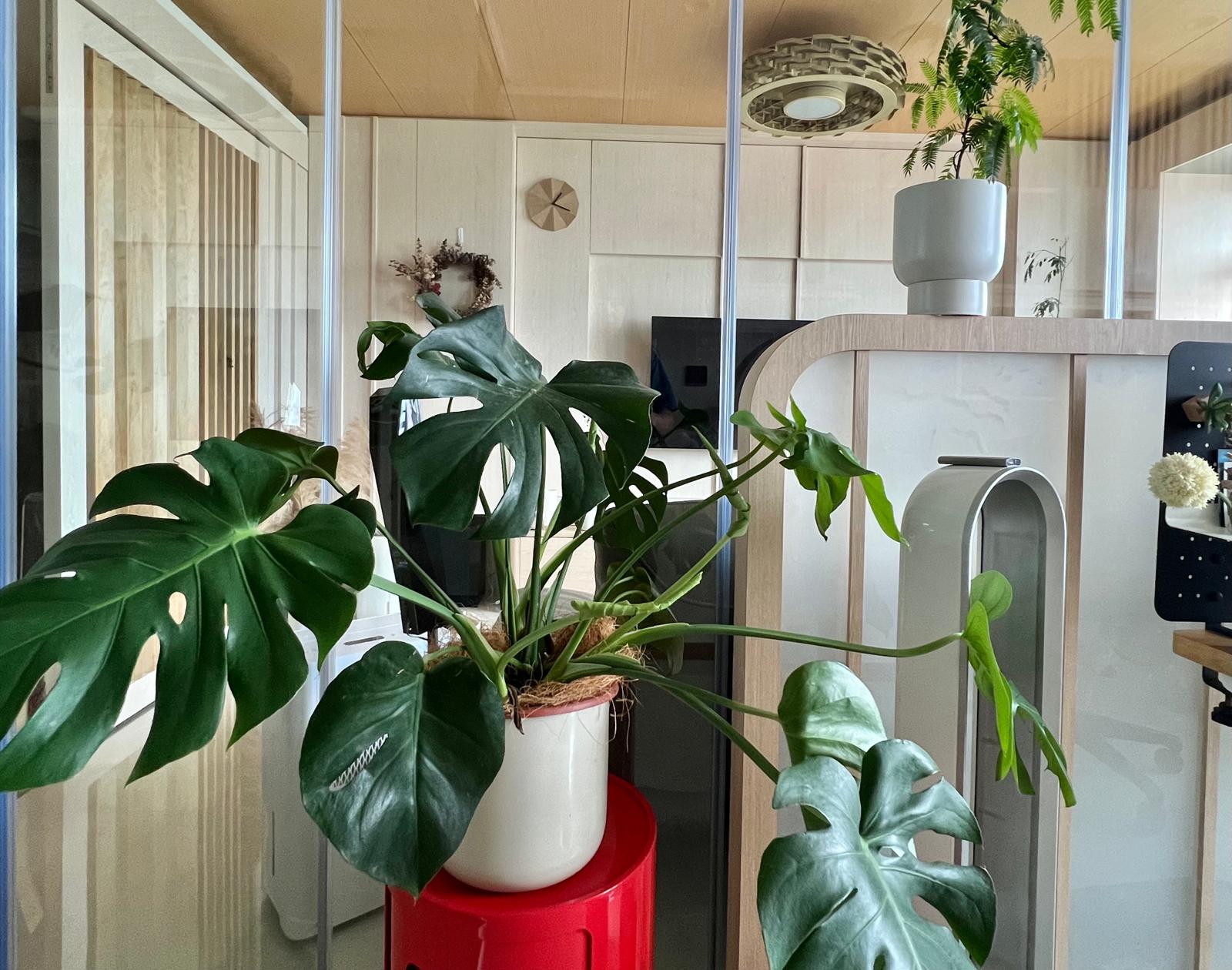 Blending Modern, Wabi-Sabi, and Japandi in Our Wood-Loved Space 🌟🏡 - Green potted plants, indoor greenery, indoor plants