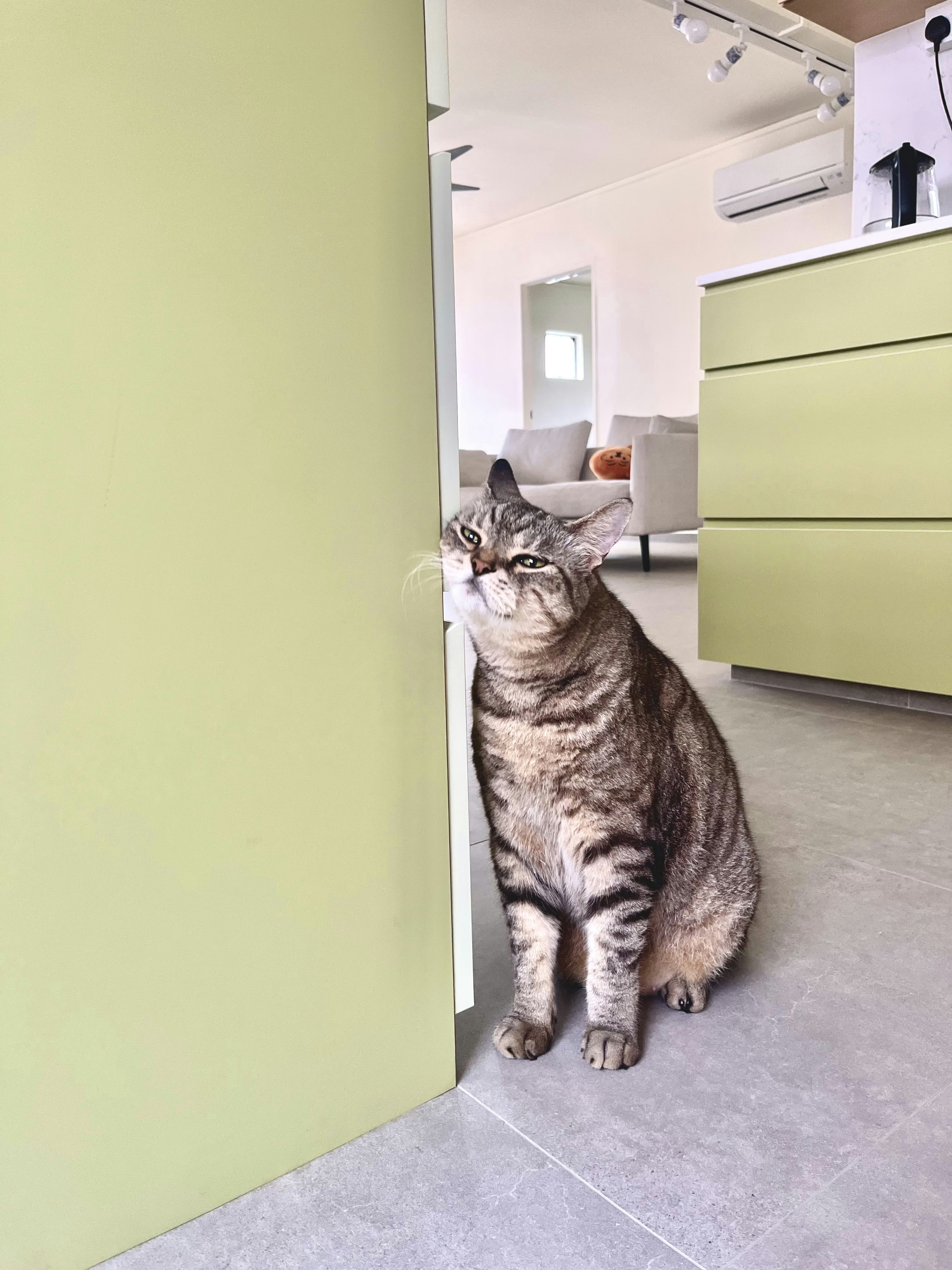 Our bright green open-concept kitchen - Cat sitting in doorway, gray tabby fur, indoor setting, green wall, light-colored