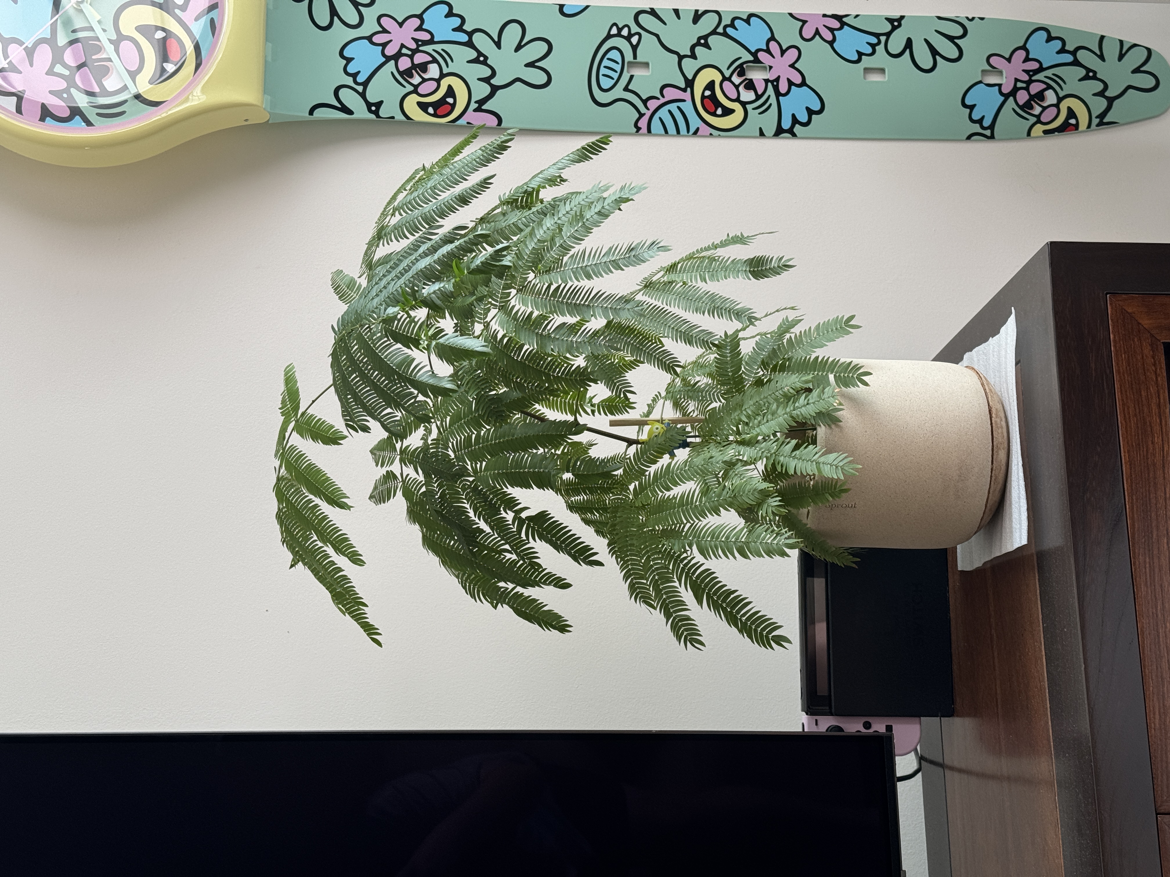 Our First Taste of Parenthood with Our Plant Babies 🌱 - Fern plant with lush green leaves, positioned on a wooden surface