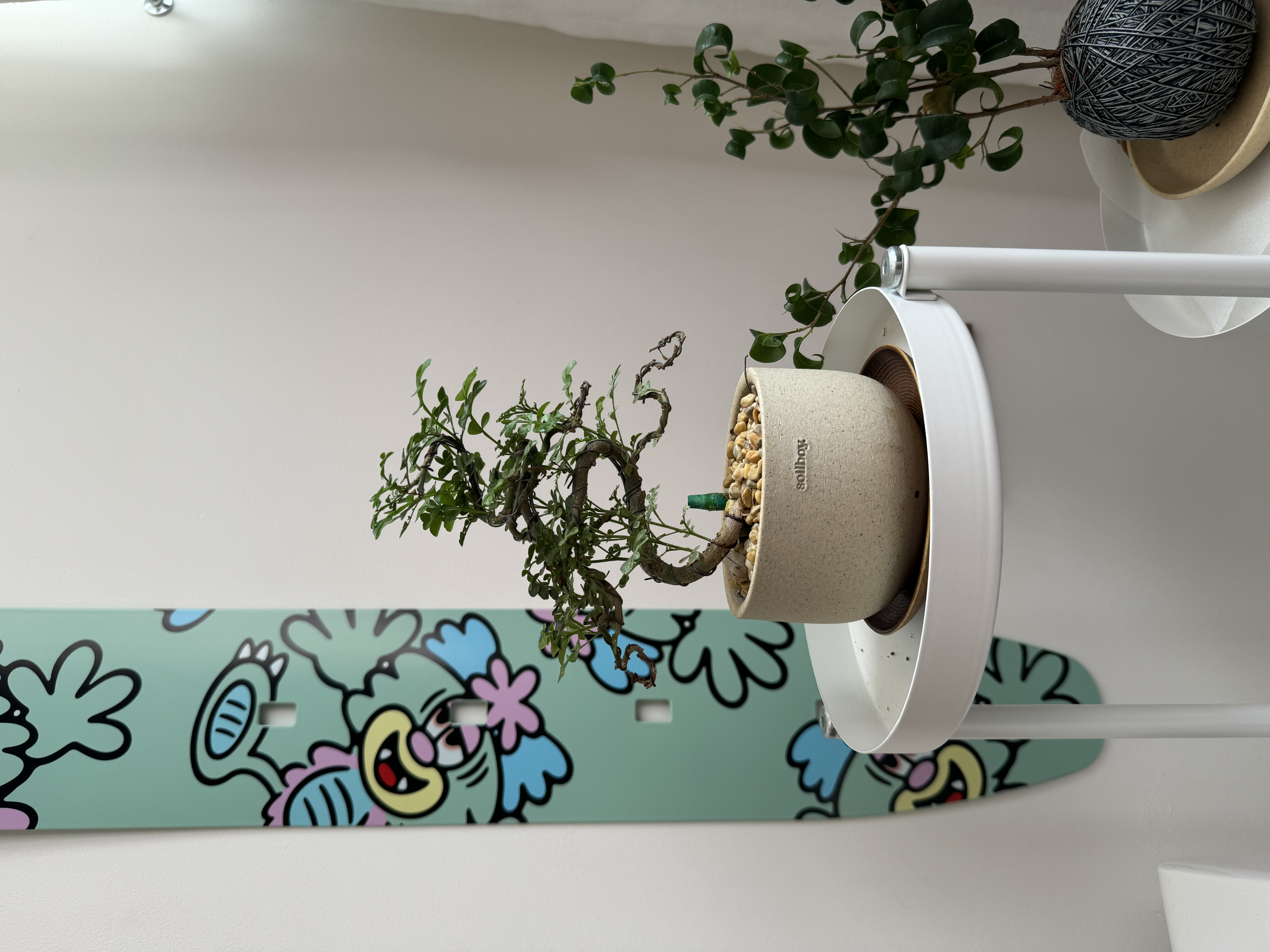 Our First Taste of Parenthood with Our Plant Babies 🌱 - vibrant green plant with twisted branches, hanging pot with textured