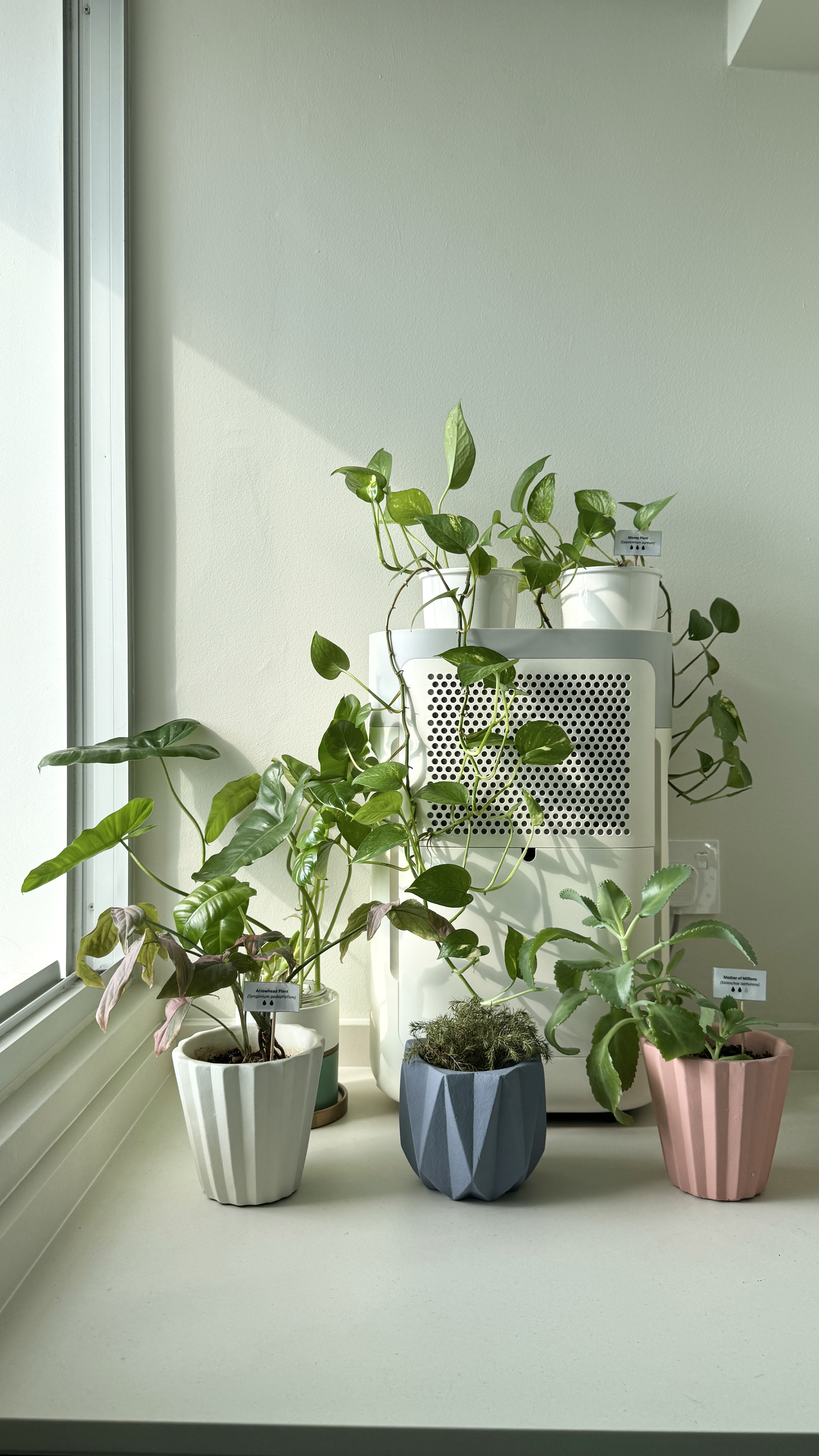 🌱From Clutter to Calm: Our Plant Haven Makeover - Green potted plants, white air purifier, sunlight streaming in, natural